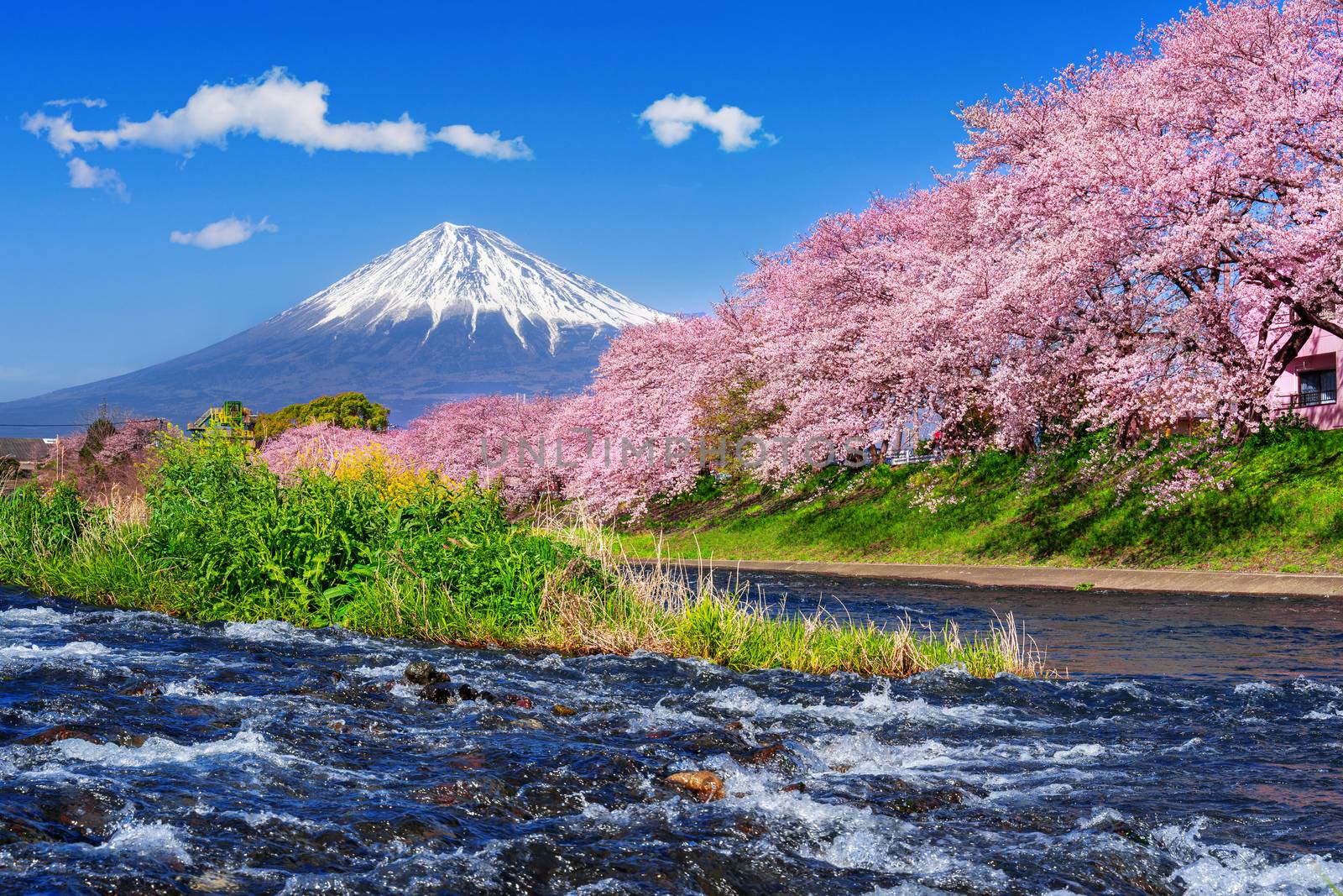 Fuji mountains and  cherry blossoms in spring, Japan. by gutarphotoghaphy