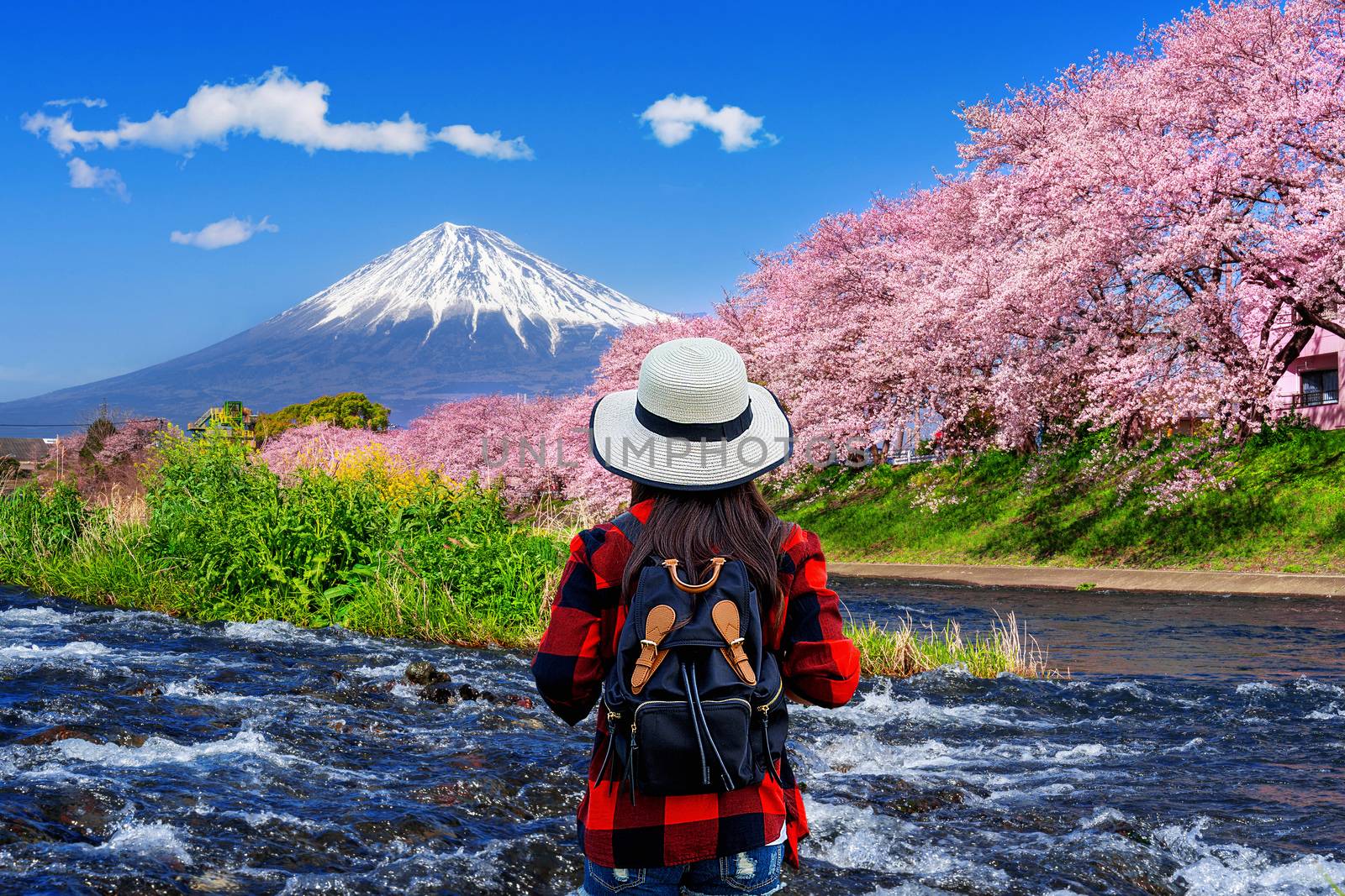Tourist looking at cherry blossoms and fuji mountains in Shizuoka, Japan.
