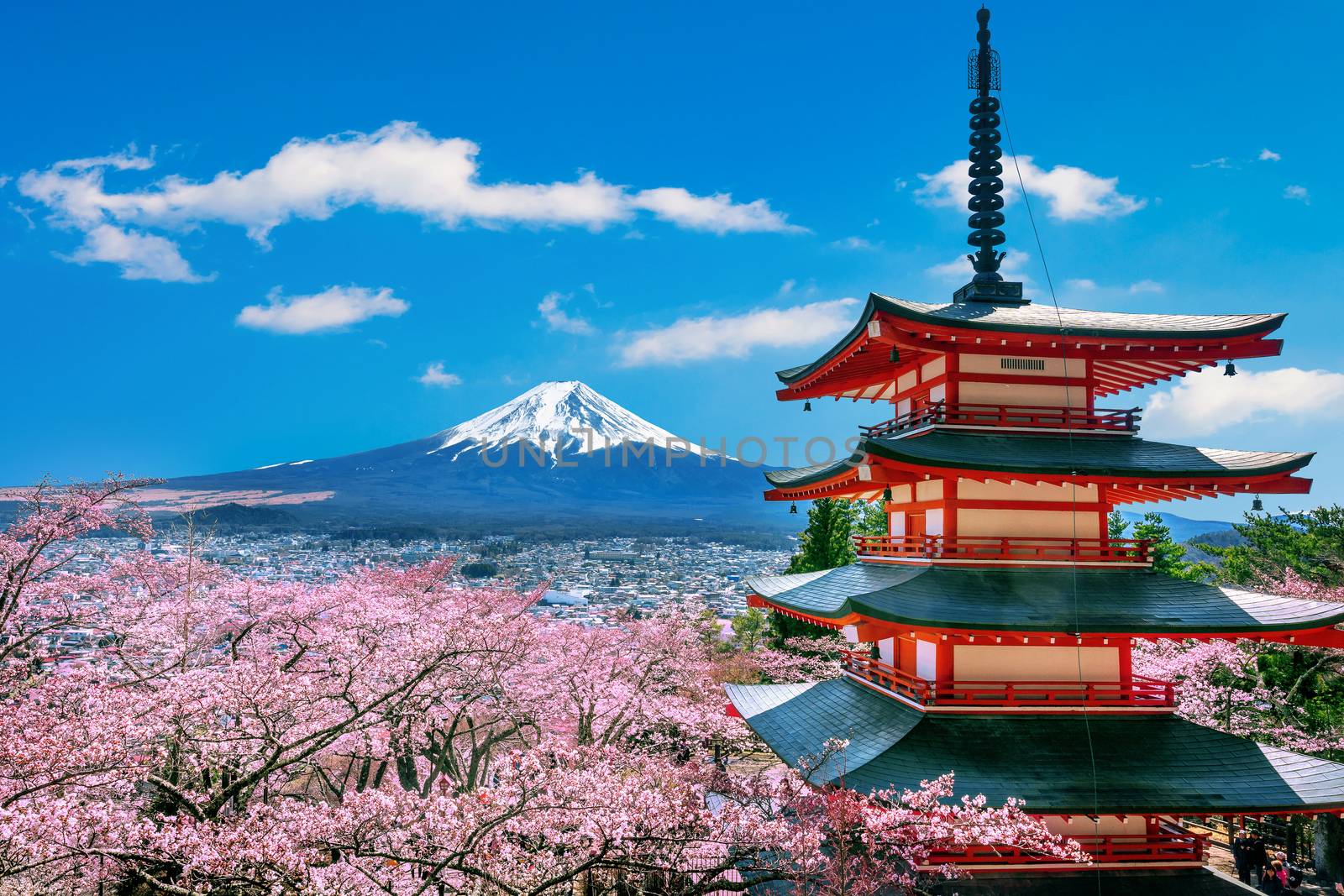 Cherry blossoms in spring, Chureito pagoda and Fuji mountain in Japan. by gutarphotoghaphy