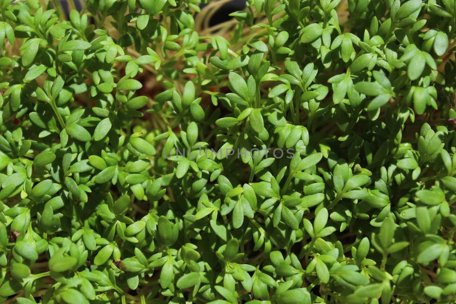 The picture shows a background with fresh cress