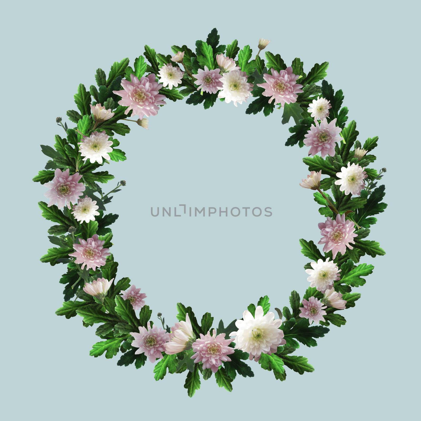 Wreath of flowers with space for text. Round frame with white and pink chrysanthemums, green leaves and twigs. Flowers and plants are arranged in a circle.