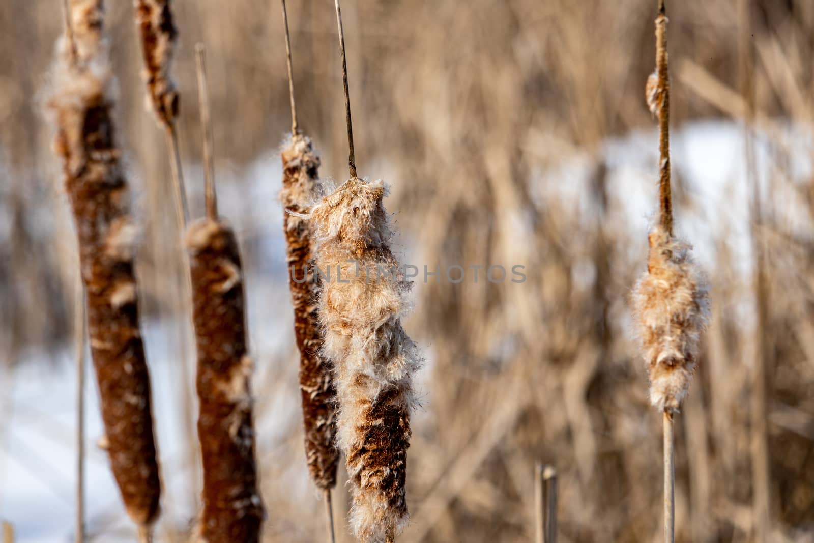 Cattail reeds, or bulrushes, are seen in the winter in a marsh area. Several stems hold up the narrowleaf clusters of tiny flowers, with many now fluffy in the winter season.