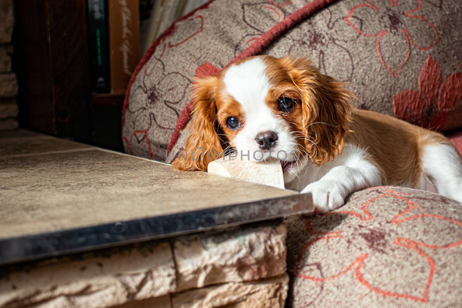 A small puppy, of the Cavalier King Charles Spaniel breed, with Blenheim coloring, lies in a dog bed and chews on a clean soup stock bone at the edge of a fireplace mantle.