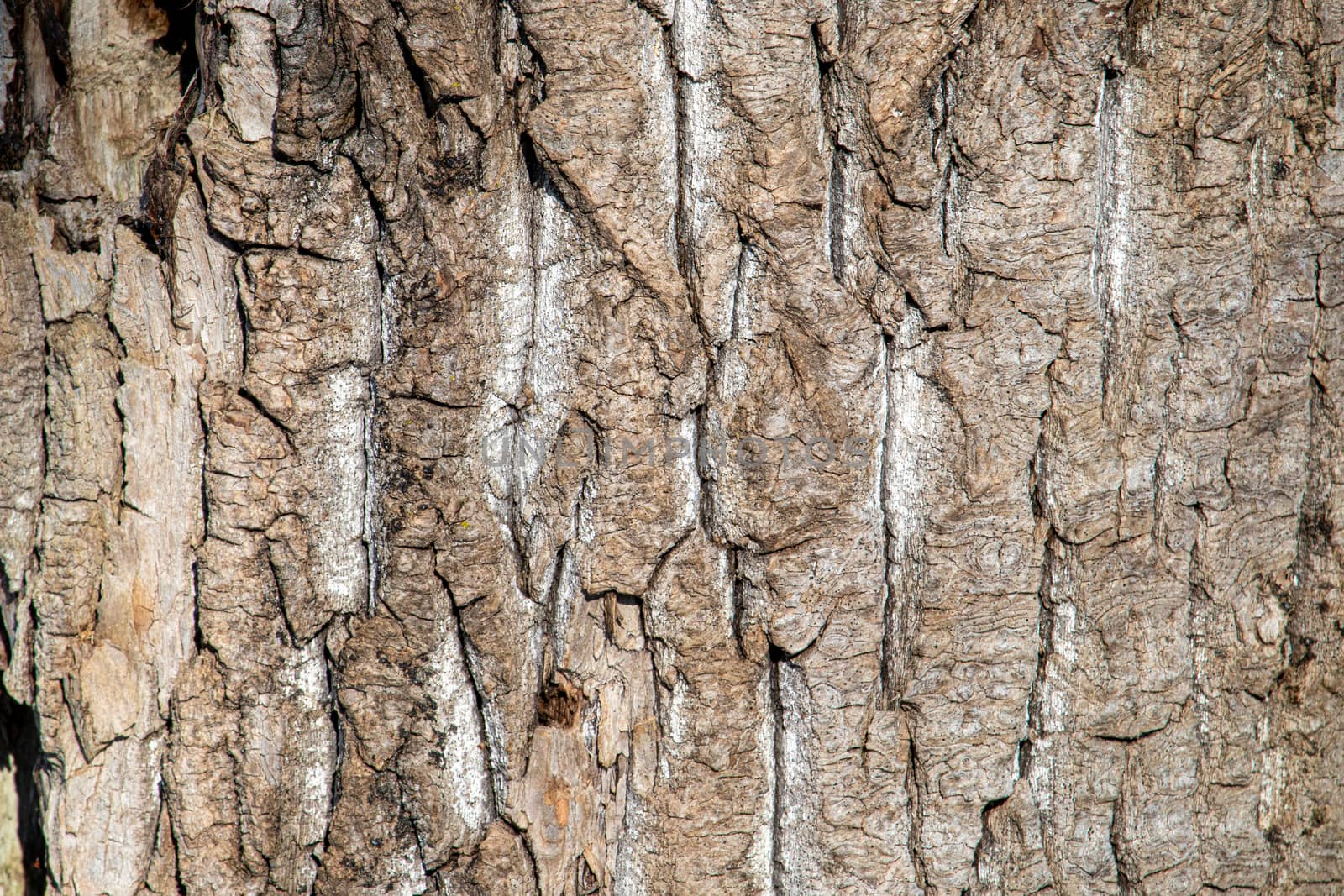 Close-up textured background showing vertical grooves in the brown and gray bark of a tree trunk, with variations throughout.