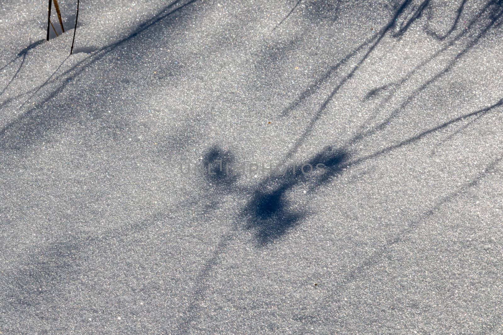The shadow of herbaceous plants and their leaves are cast upon the surface of snow on the ground in the winter.