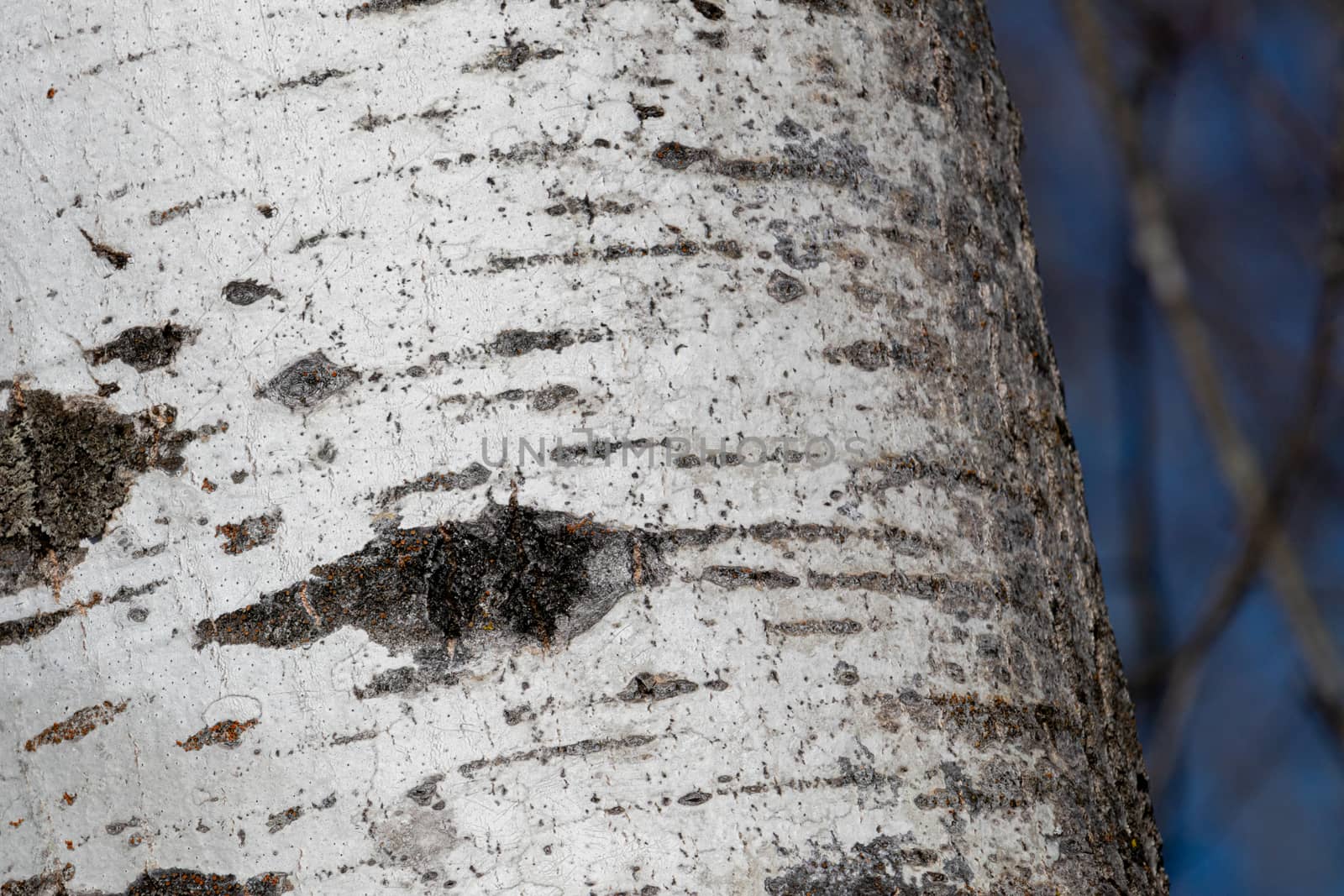 A Close-Up of Birch Bark at Edge of Trunk by colintemple
