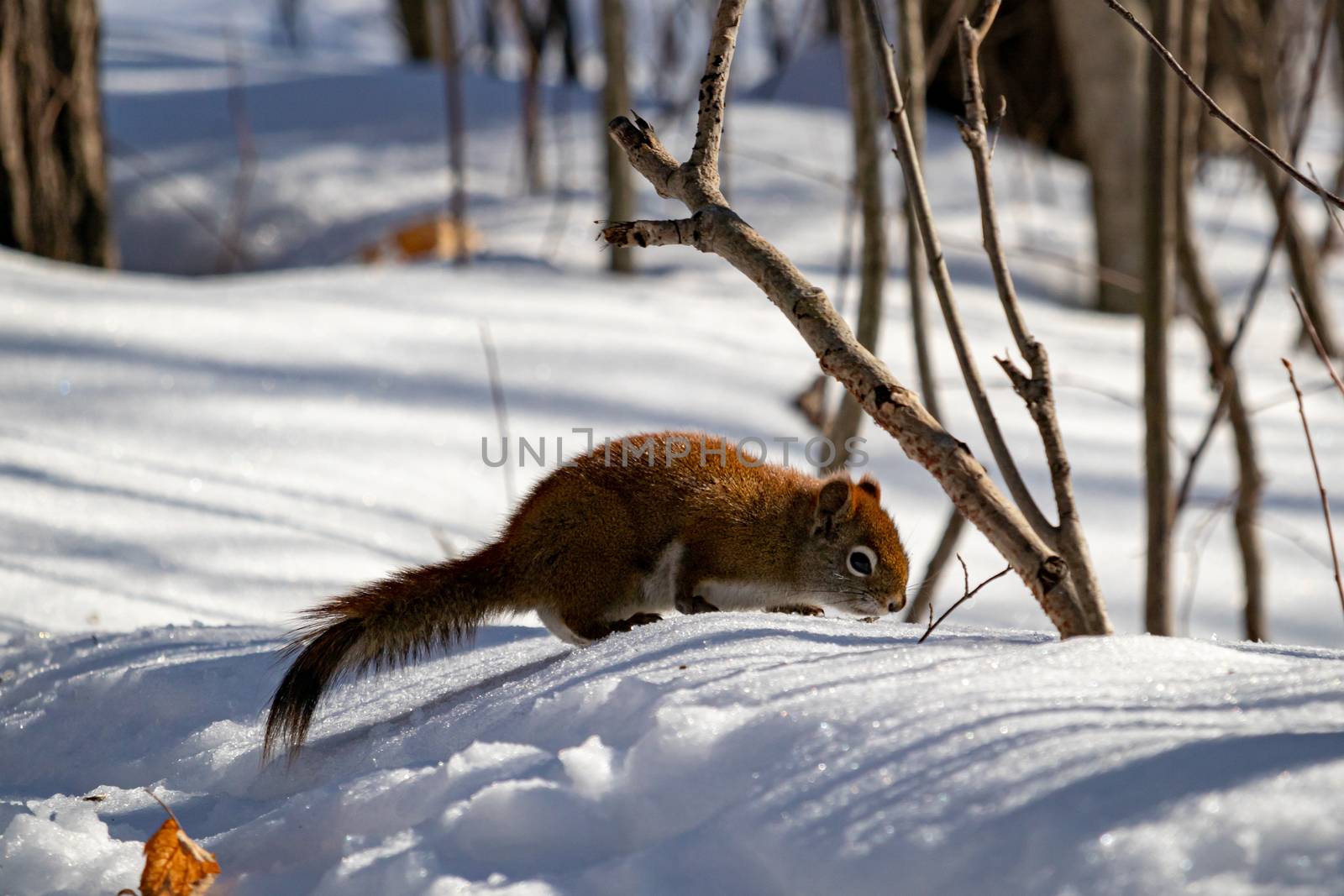 A Squirrel Forages For Fallen Seeds in the Snow by colintemple