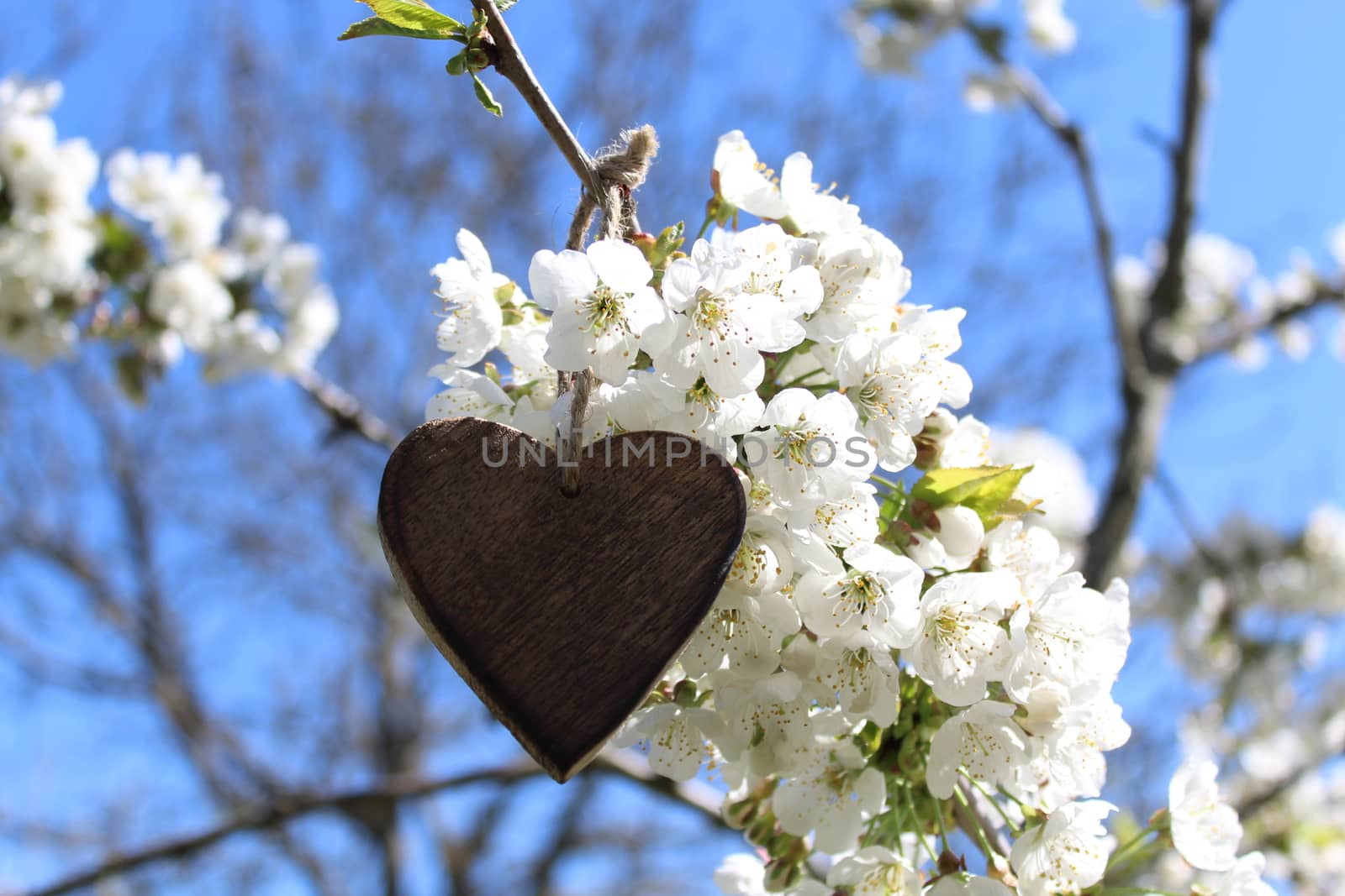 The picture shows a wooden heart in the blossoming cherry tree