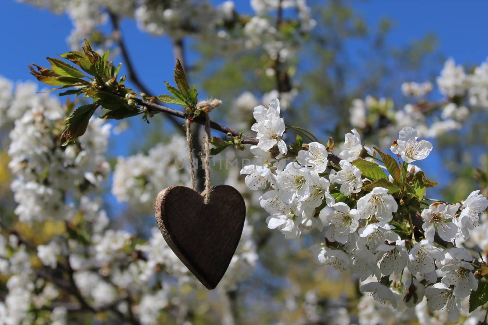 wooden heart in the blossoming cherry tree by martina_unbehauen