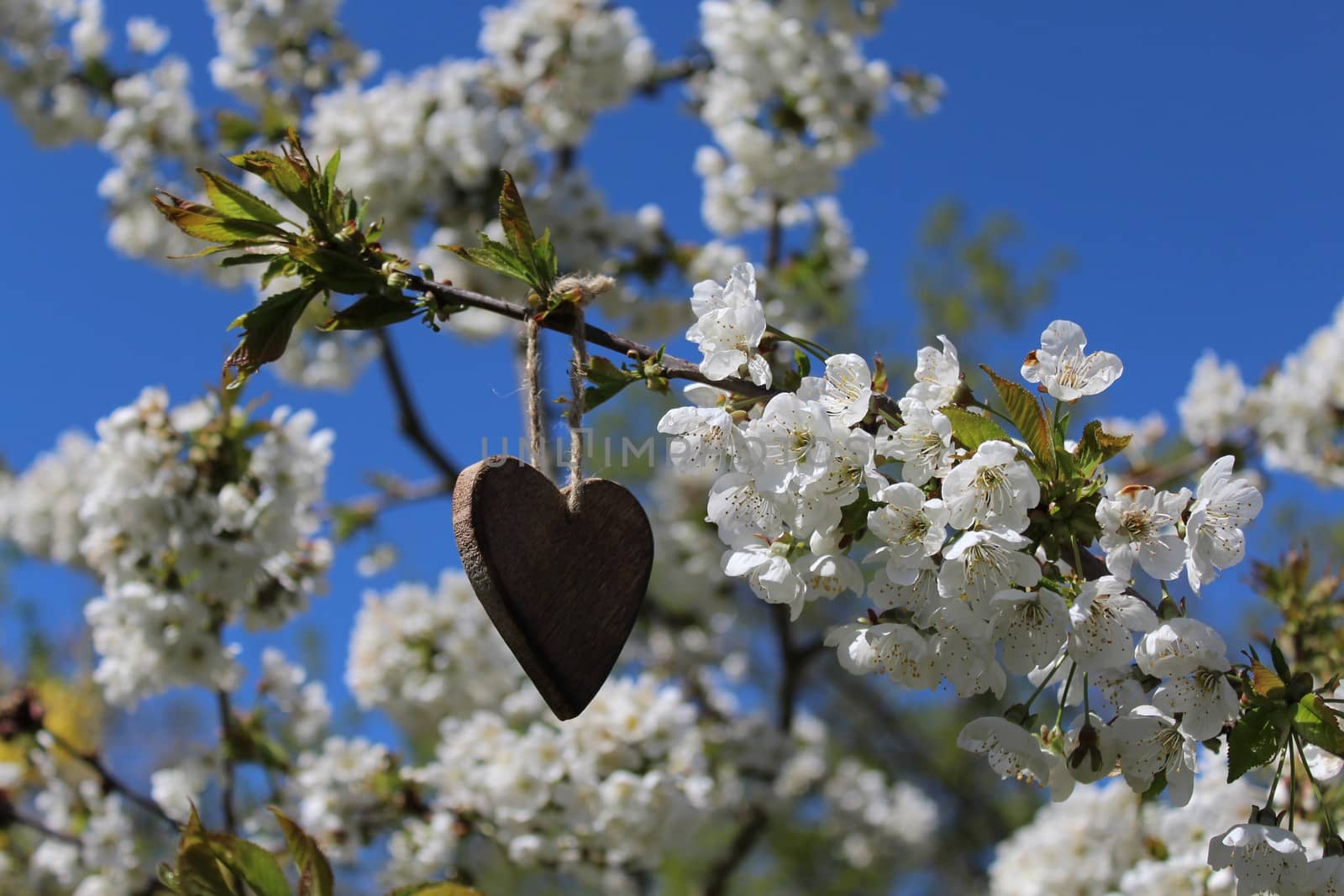 wooden heart in the blossoming cherry tree by martina_unbehauen