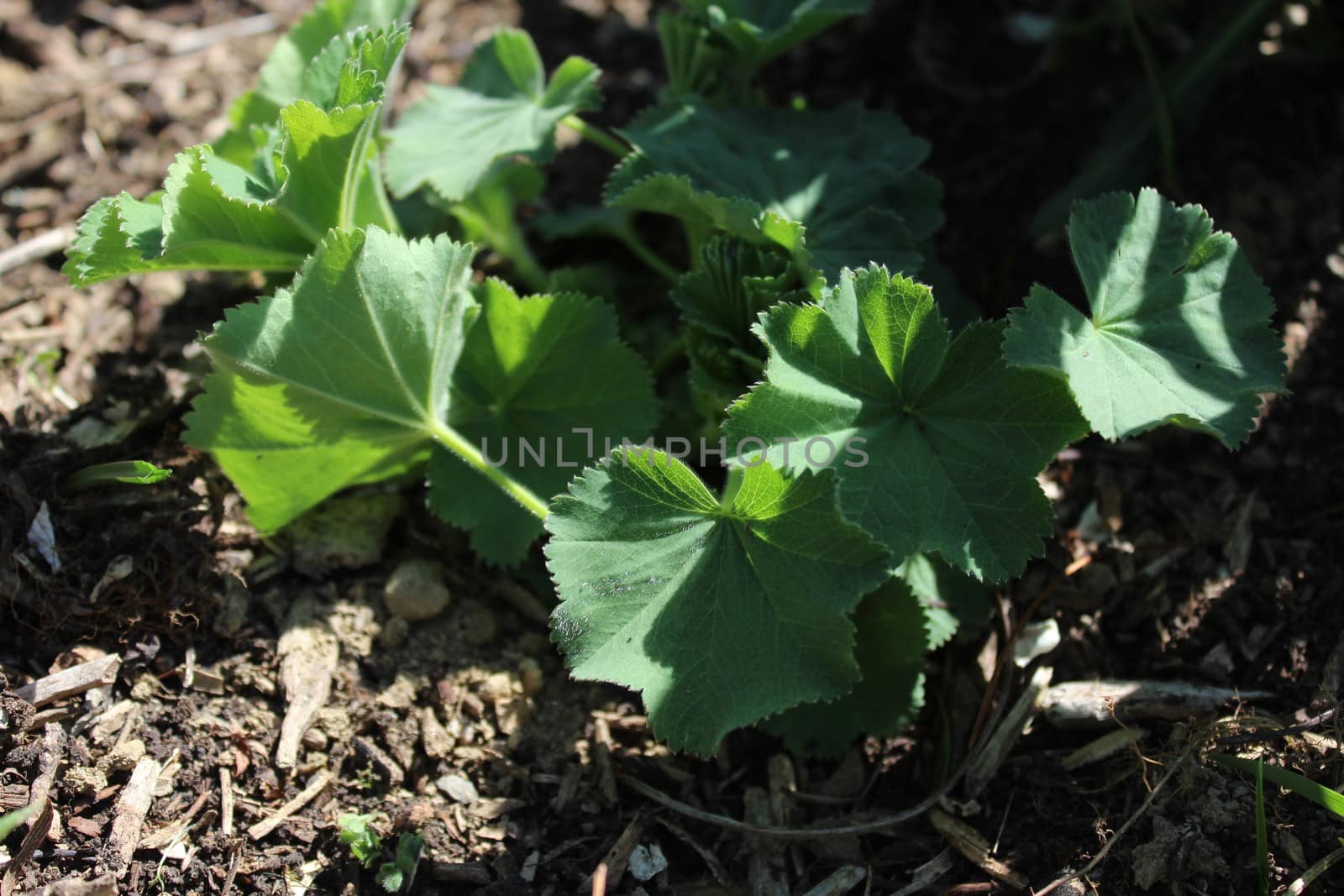 The picture shows lady`s mantle in the garden