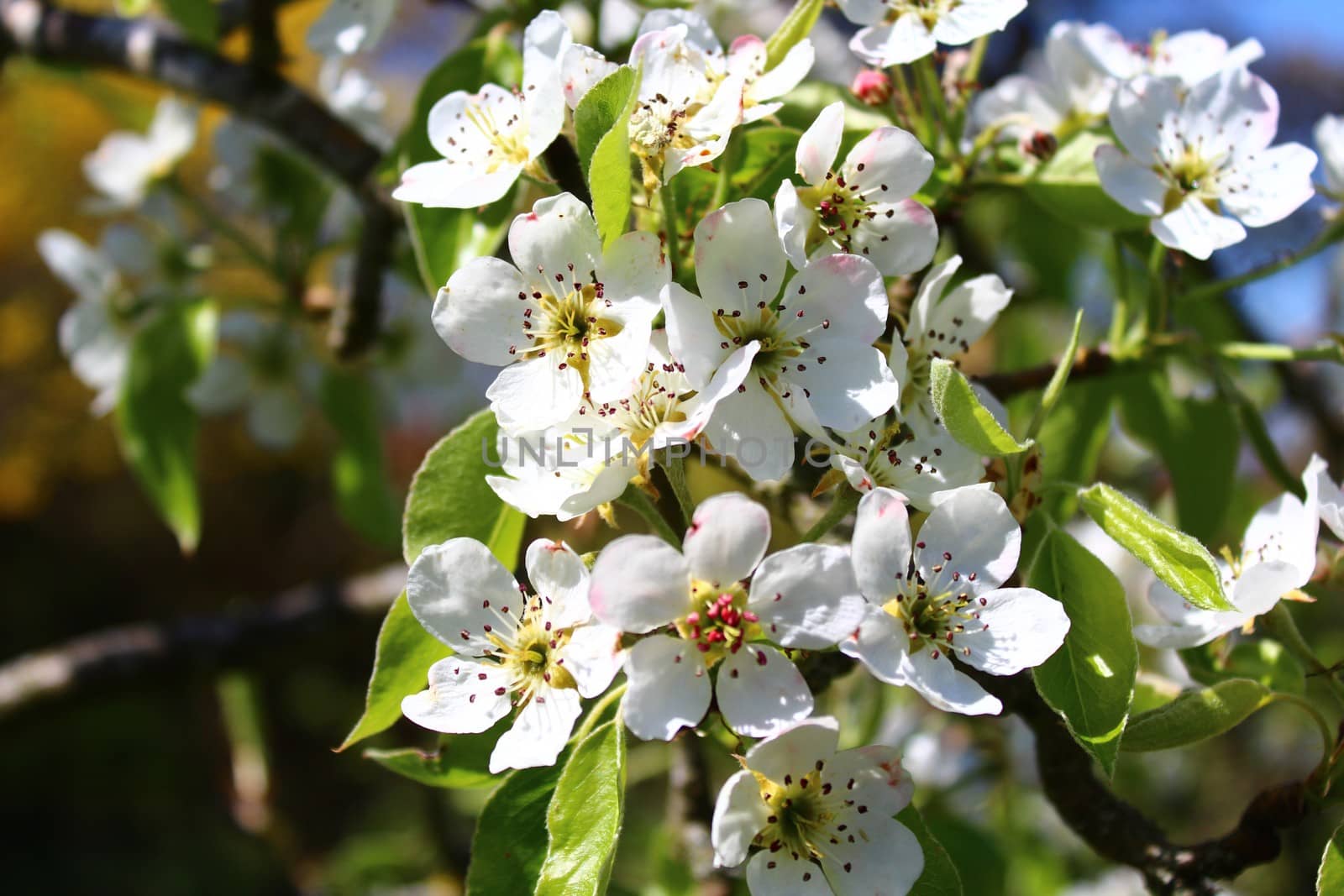 The pictureshows blossoms of a pear tree