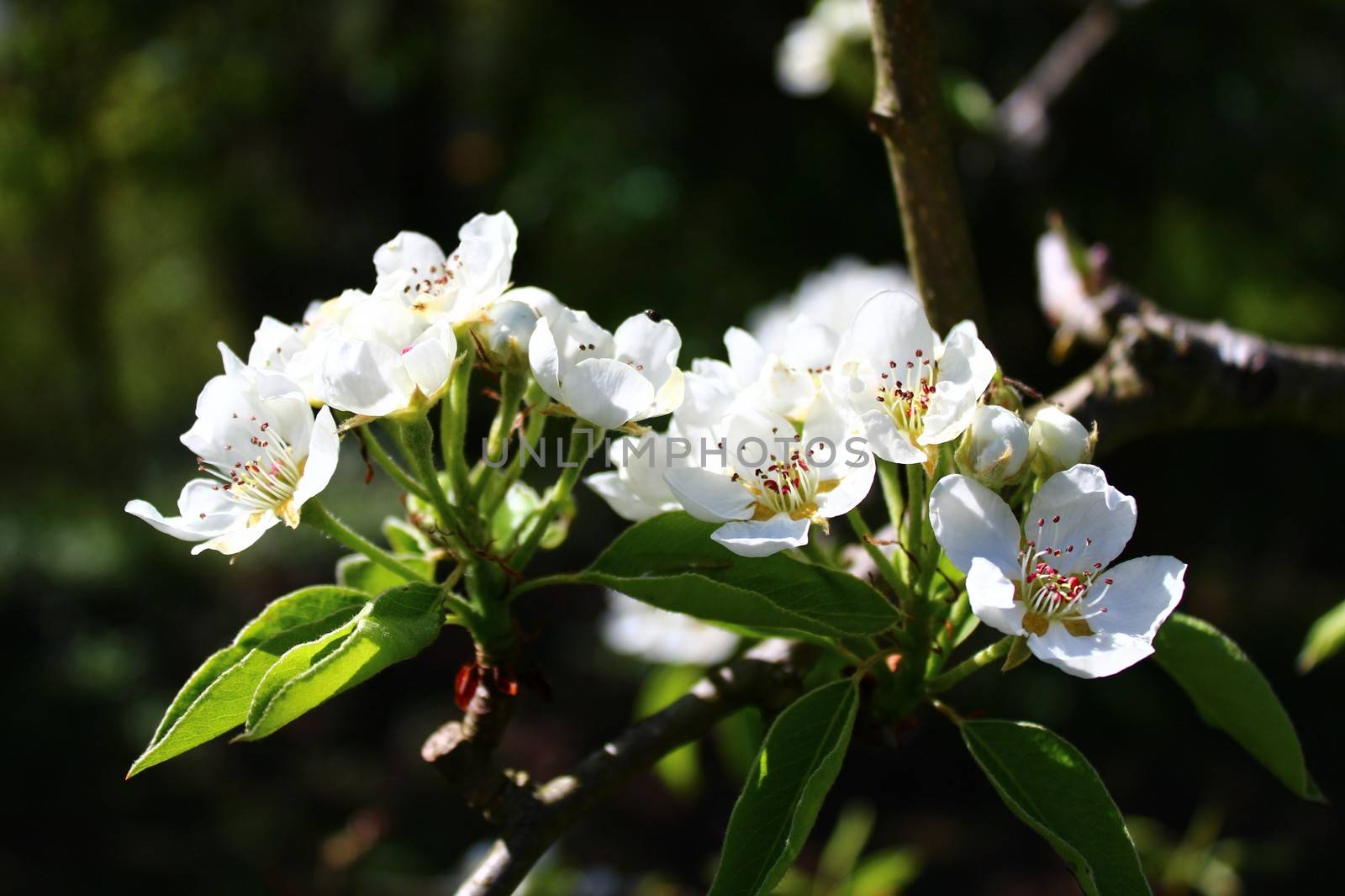 The picture shows blossoms of a pear tree