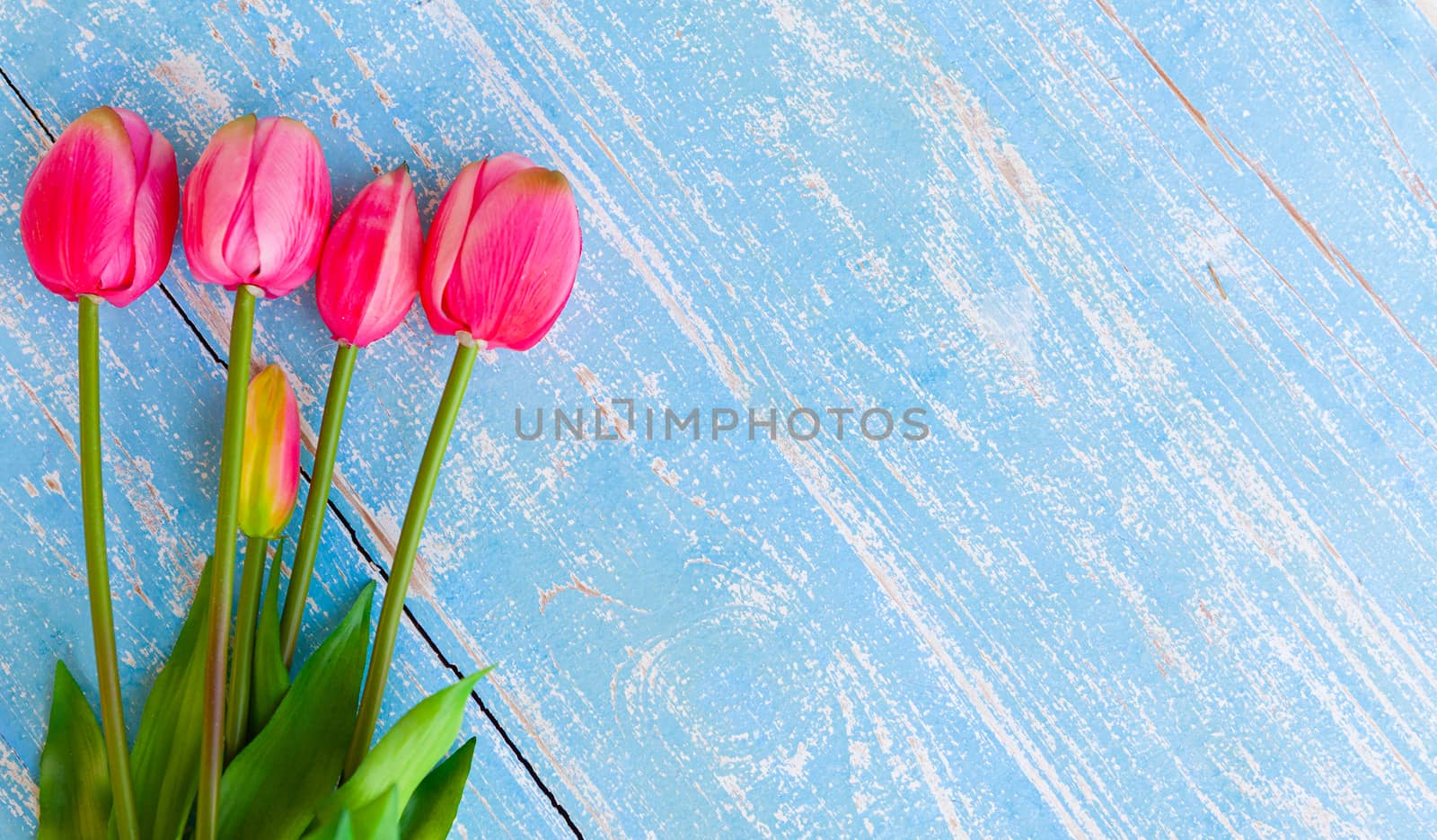 Pink tulips are placed on a turquoise blue wooden background. Top view with copy space