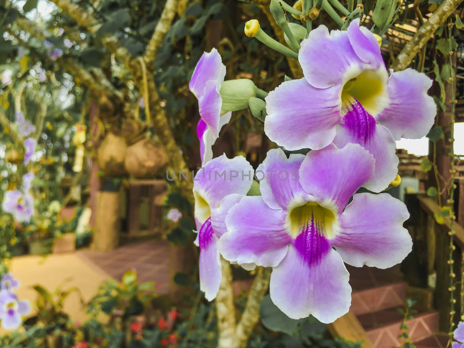 Beautiful purple flowers Natural backdrop by anuraksir