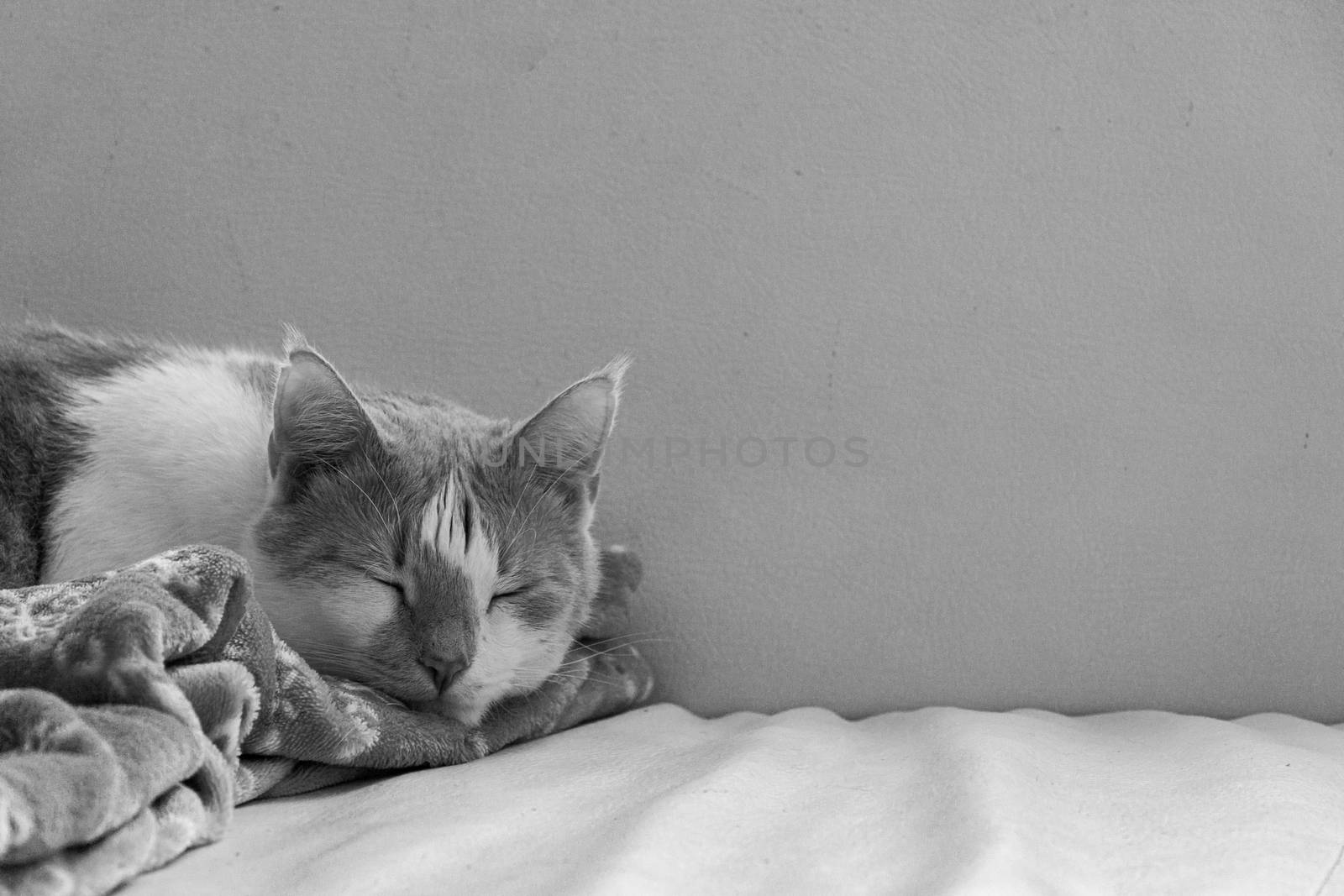 sleeping cat on the sofa at my home