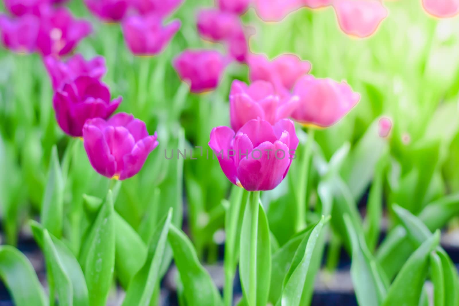 Tulip flowers with green leaf background in Chiang Rai Thailand flower garden in winter or spring day for beauty decoration, postcards and agricultural concept design.