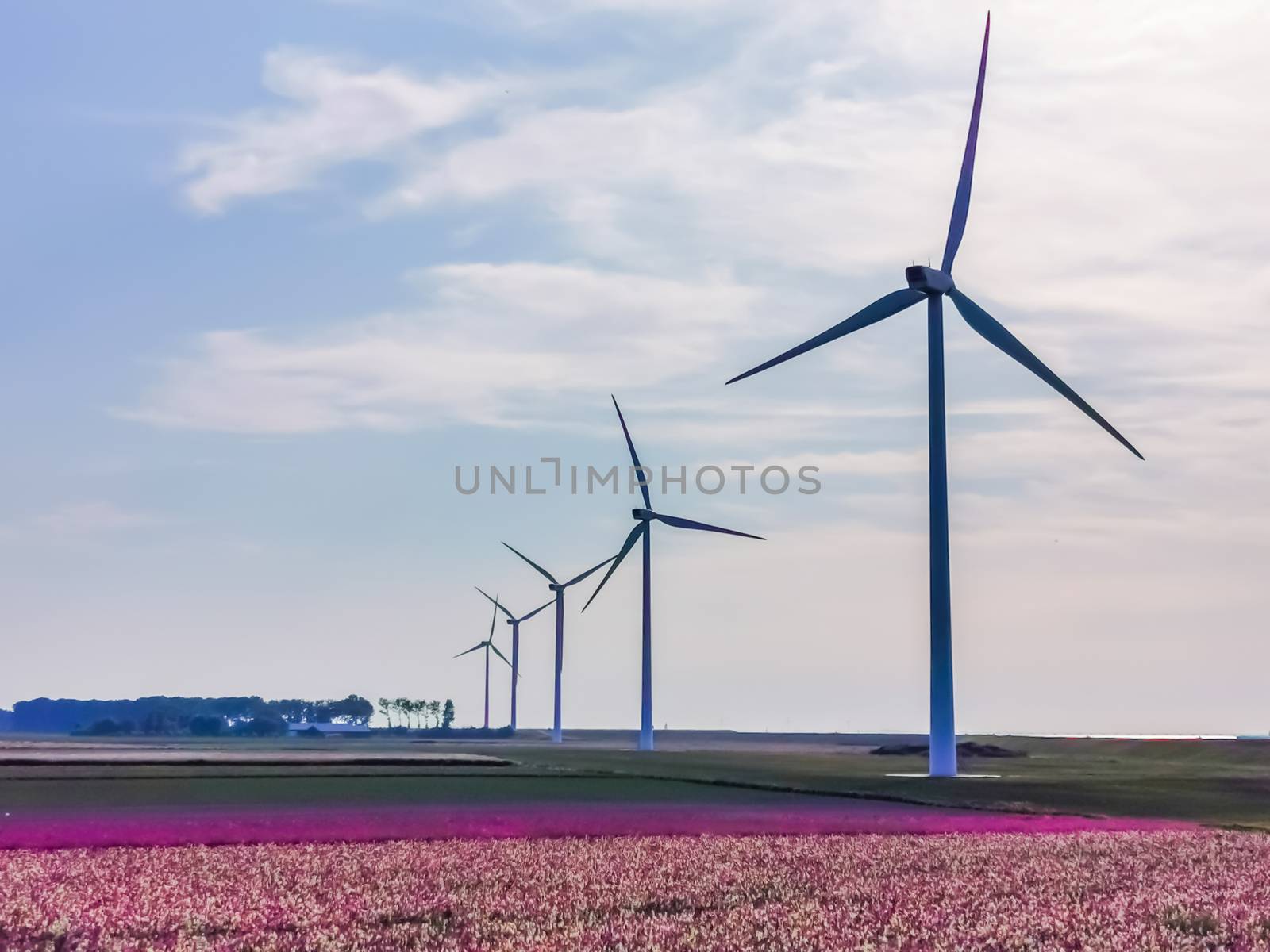 colorful landscape scenery with flowers and windmills in Sint Annaland, touristic town in zeeland, The Netherlands