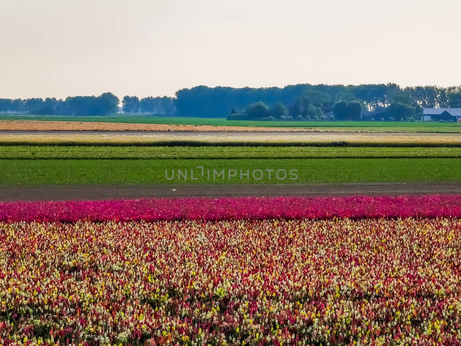 beautiful rural landscape with flower bed in Sint Annaland, touristic town in zeeland, The Netherlands
