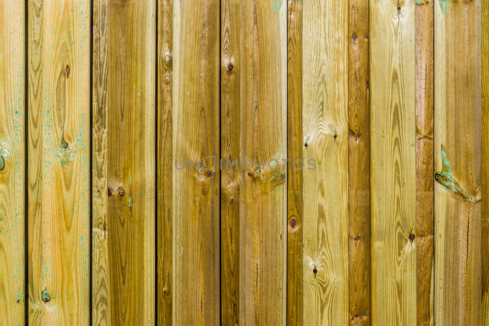 wooden palisade pattern with green mold, wood problems, Garden fence background