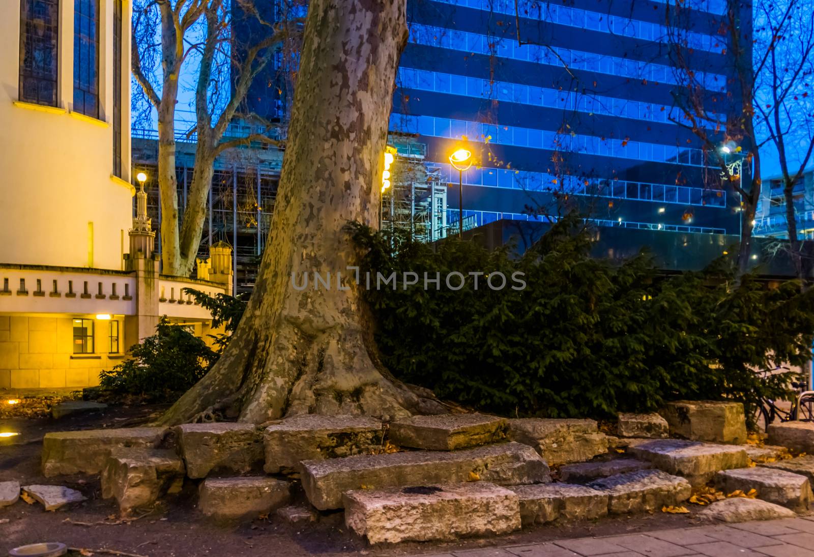 Tree trunk with a conifer bush, Nature decorations in the streets of Tilburg, City center, Urban scenery and architecture by charlottebleijenberg