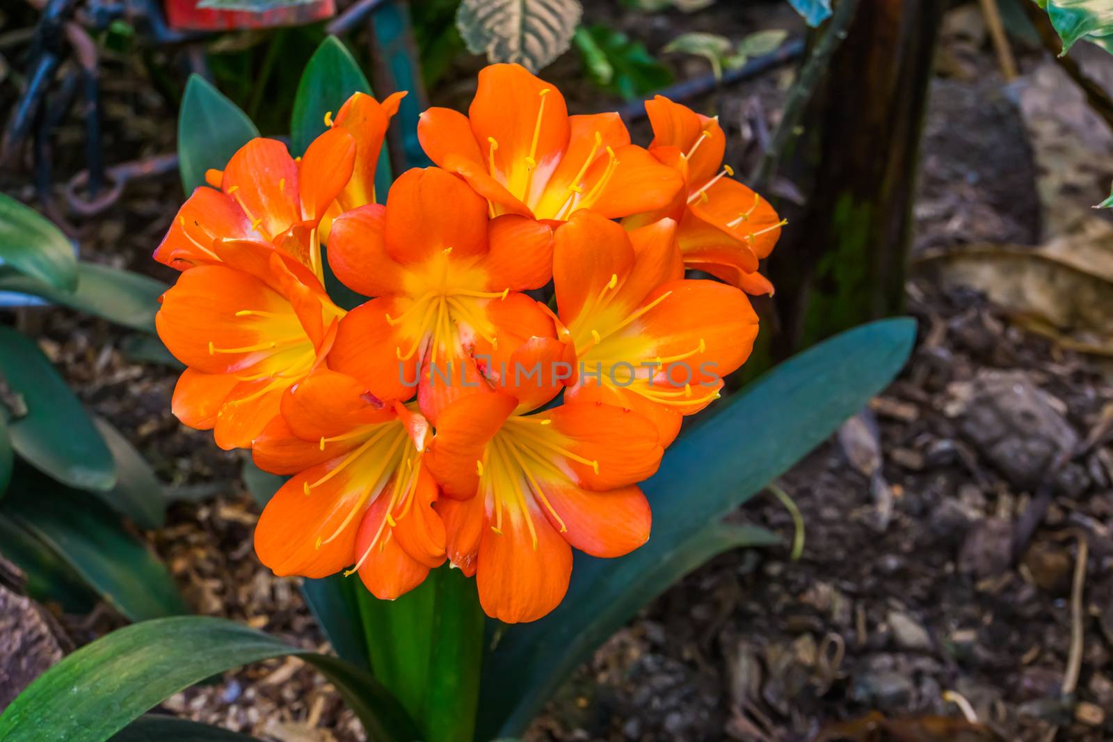 closeup of the blooming flowers of a natal lily, popular tropical flowering plant specie from south Africa