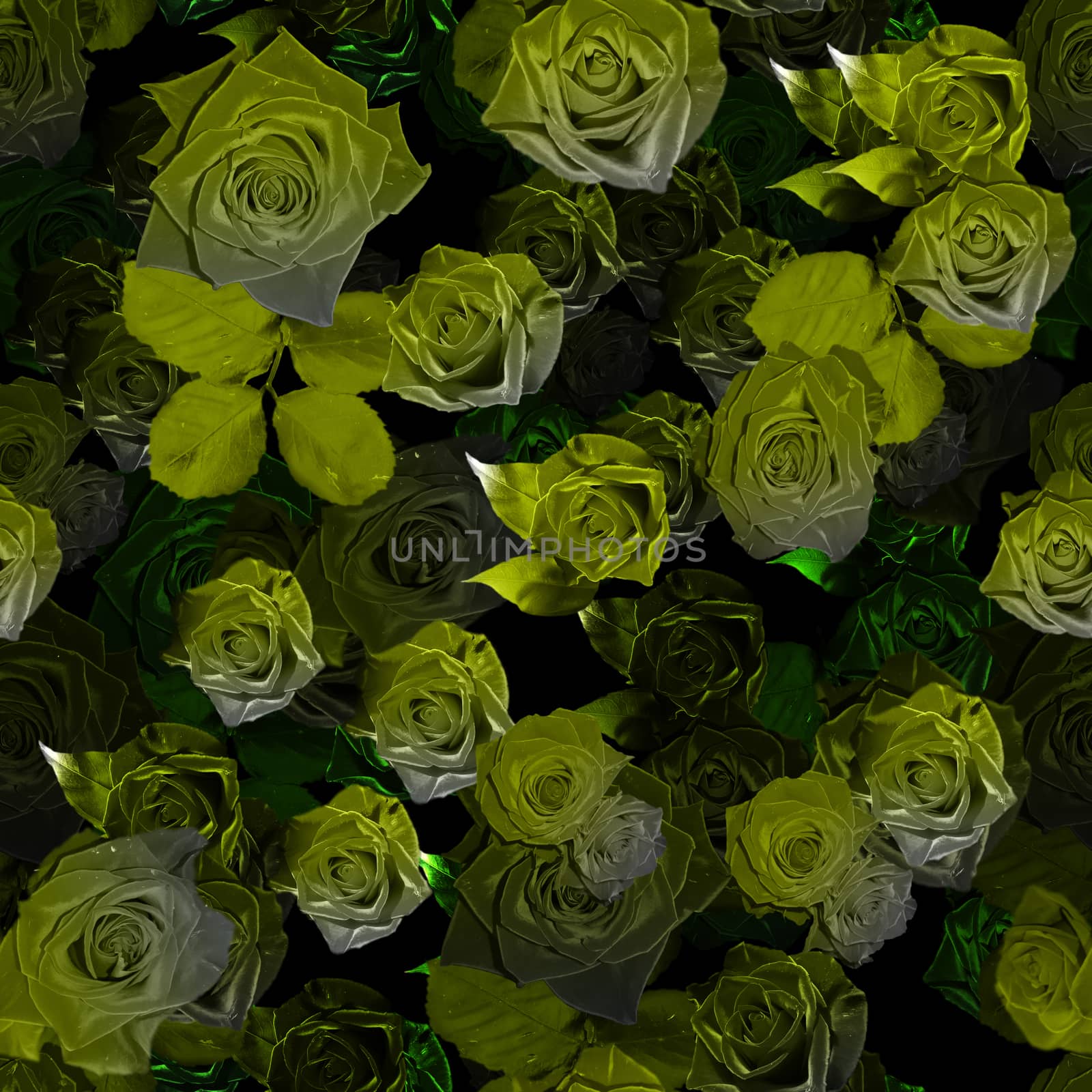 Chartreuse rose seamless pattern. Roses with green leaves on black background. Ornamental template for textile, backdrop, cover, print, card, banner, poster.