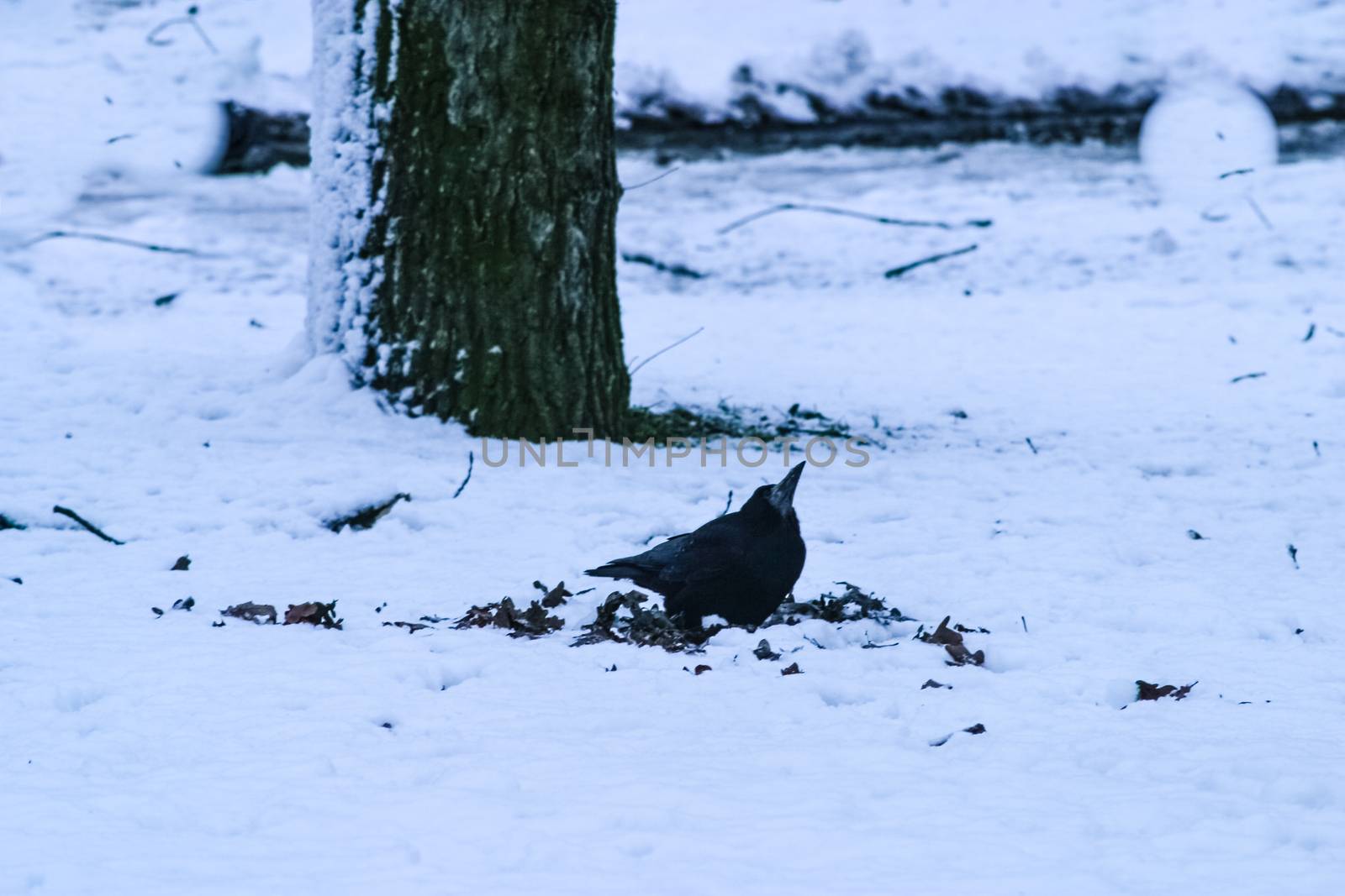 A crow looking for some food in snowy ground