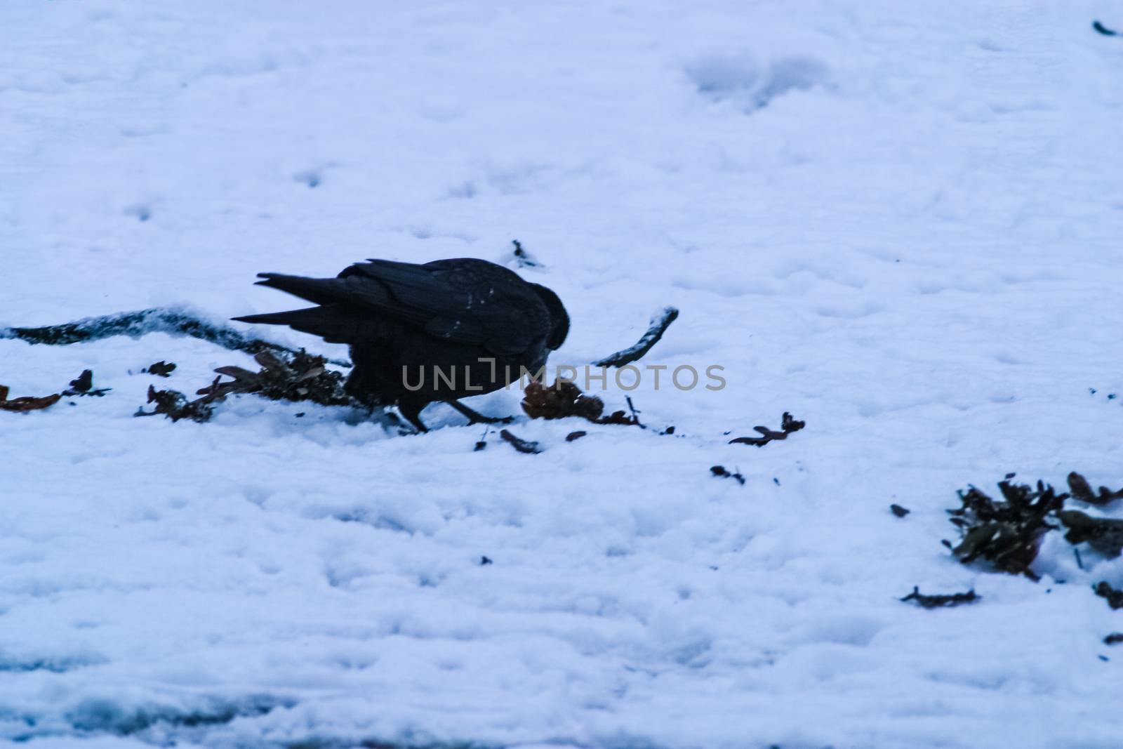 A crow looking for some food in snowy ground