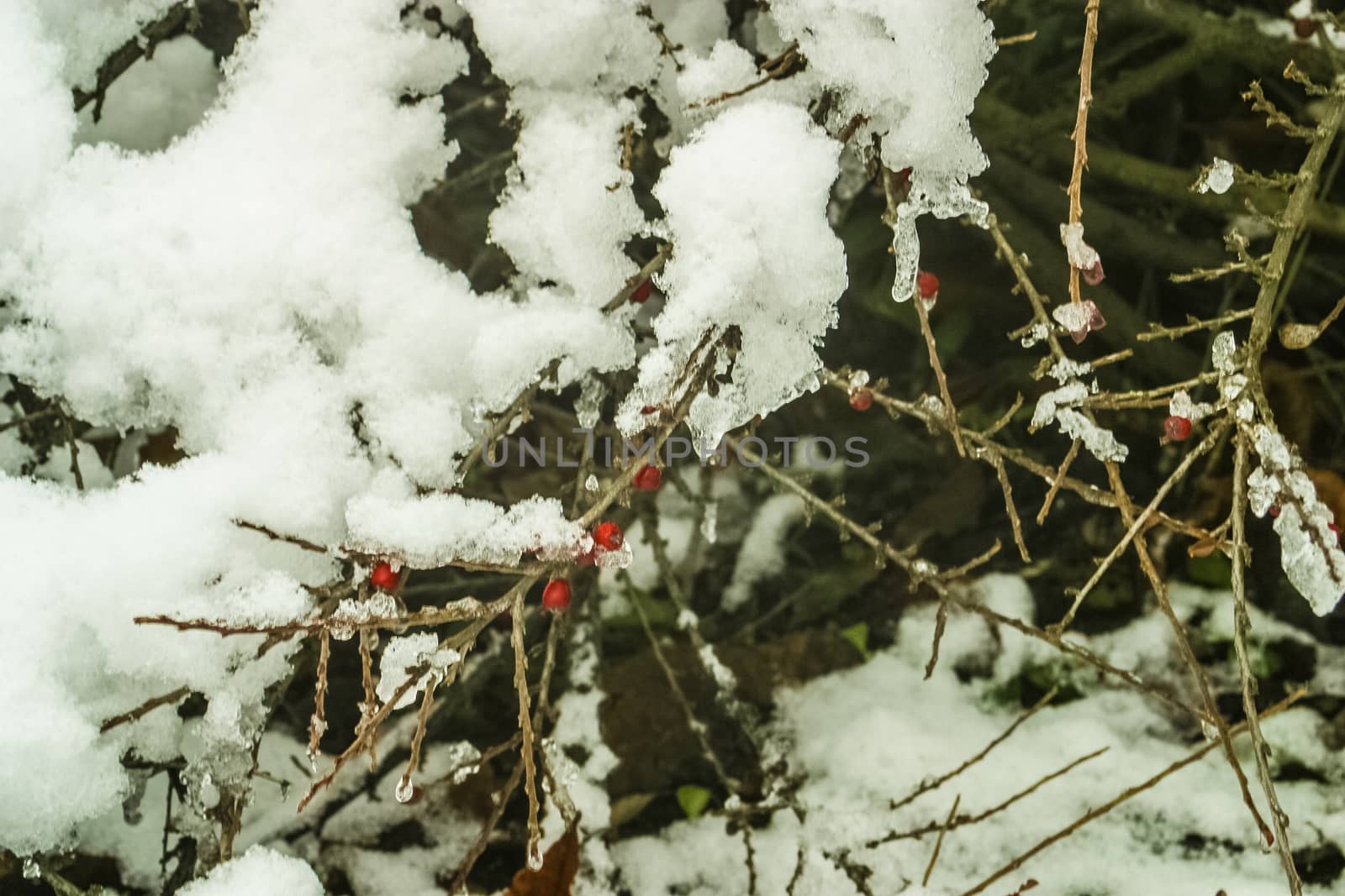 berberis thunbergii berries covered with snow in a frosty winter day