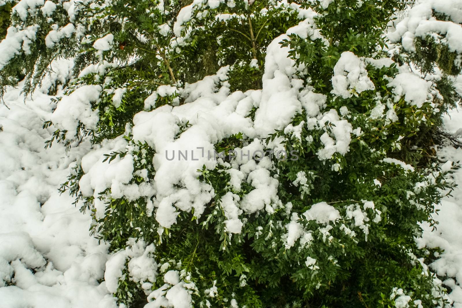 Boxwood evergreen garden plant in winter snowy frosty day in a park