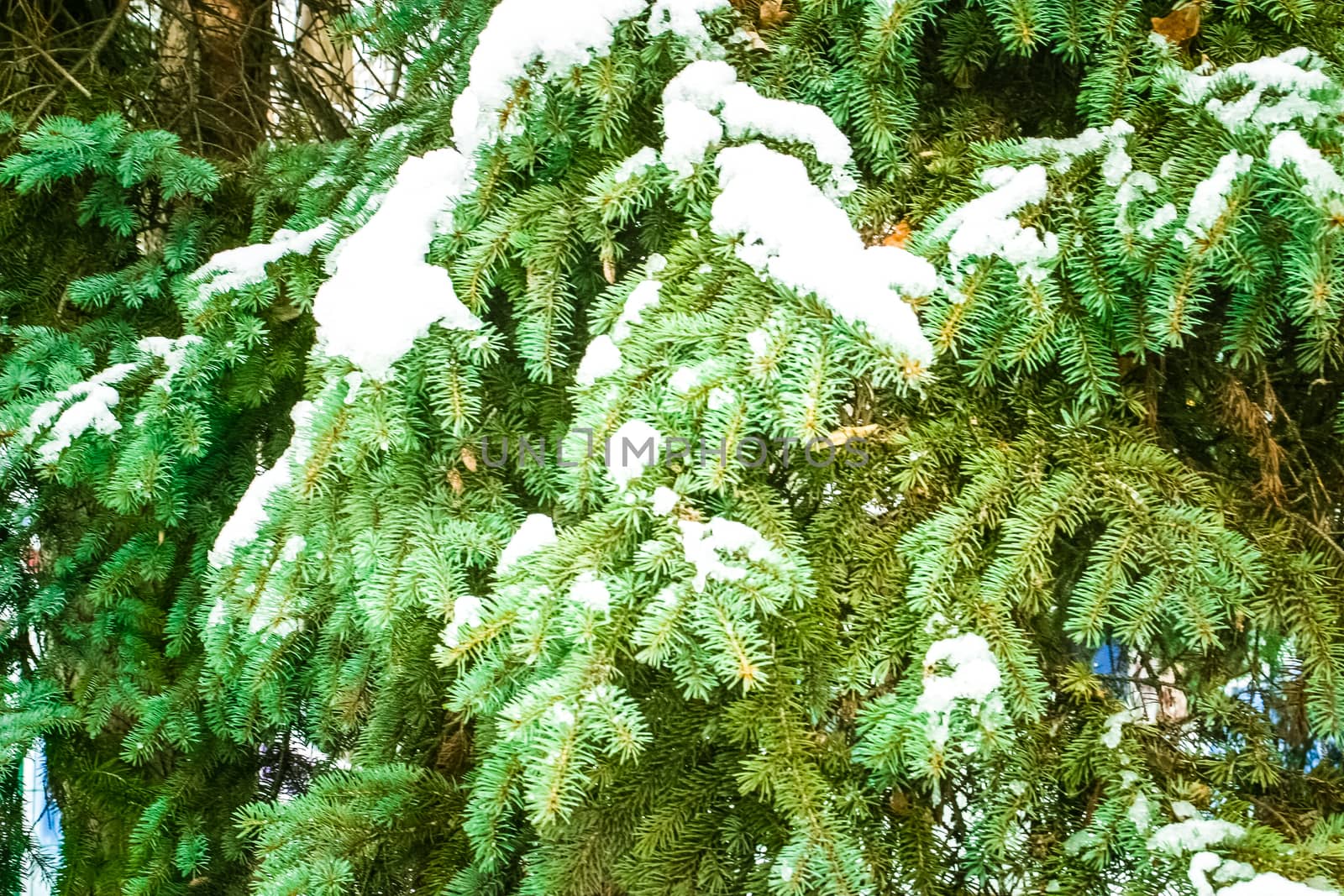 Branch of a Firtree covered with snow. Winter landscape for postcards or backdrop. The photo can be used for weather forecasting