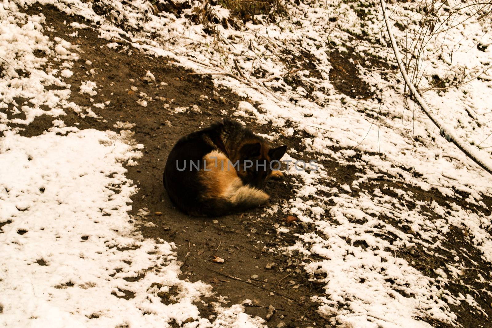 Homeless shepherd dog sleeping cuddling on the ground with snow in a frosty winter day
