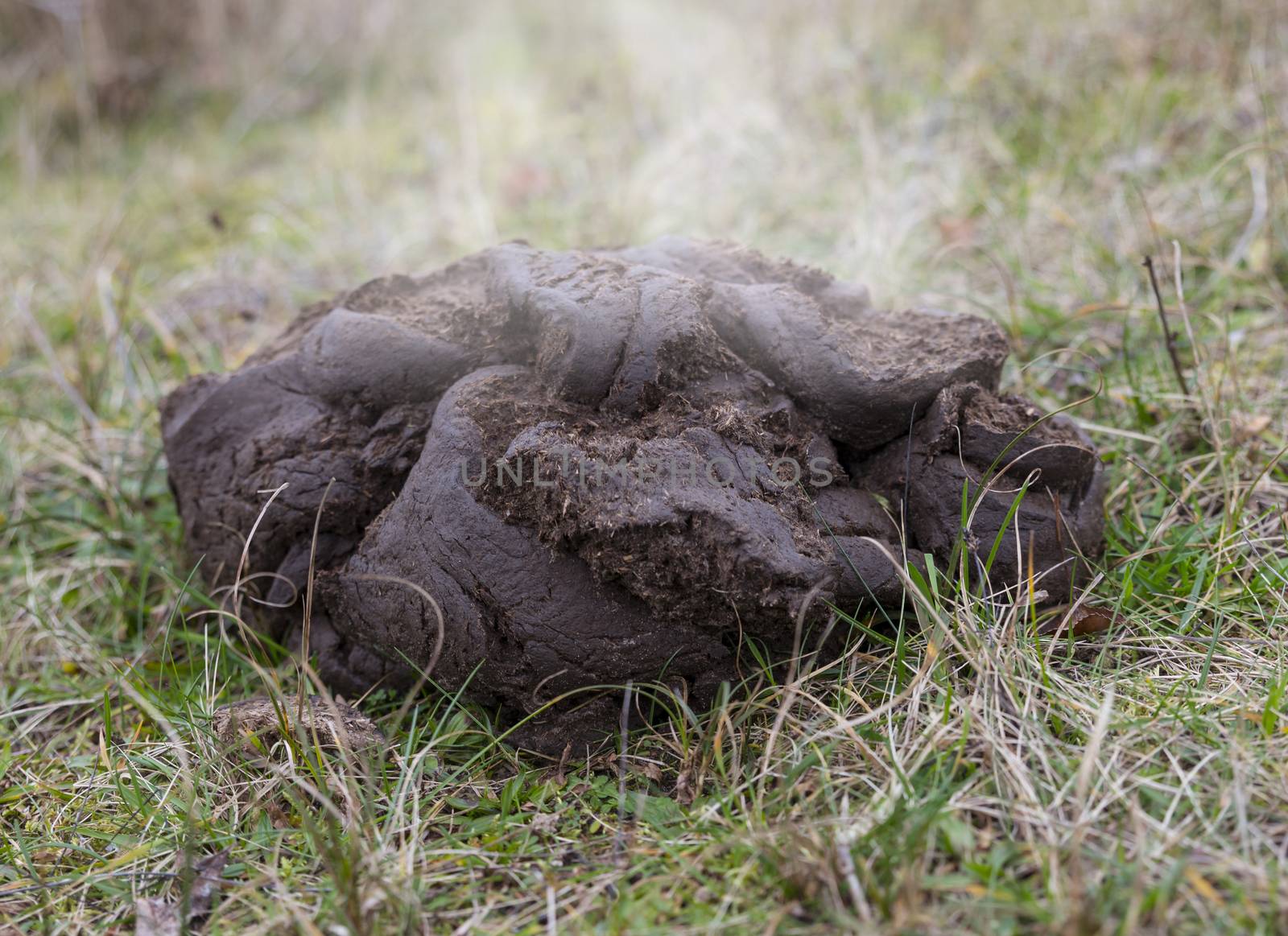 A close up shot of fresh galloway cow manure