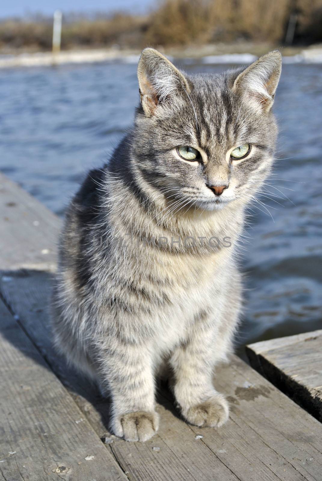 The gray cat on the background of the pond. The cat sits on a wooden pier on a background of water.