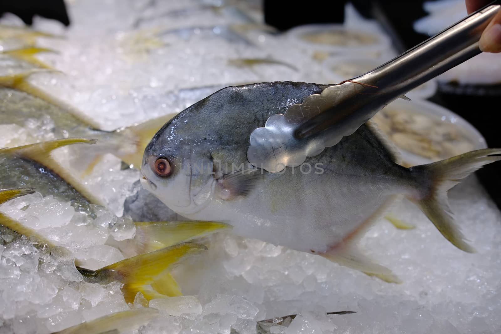 The fresh local fish on the ice and selling at the seafood market. Hand picking up Chilled seafood by metal tong at market. Selective focus close up.