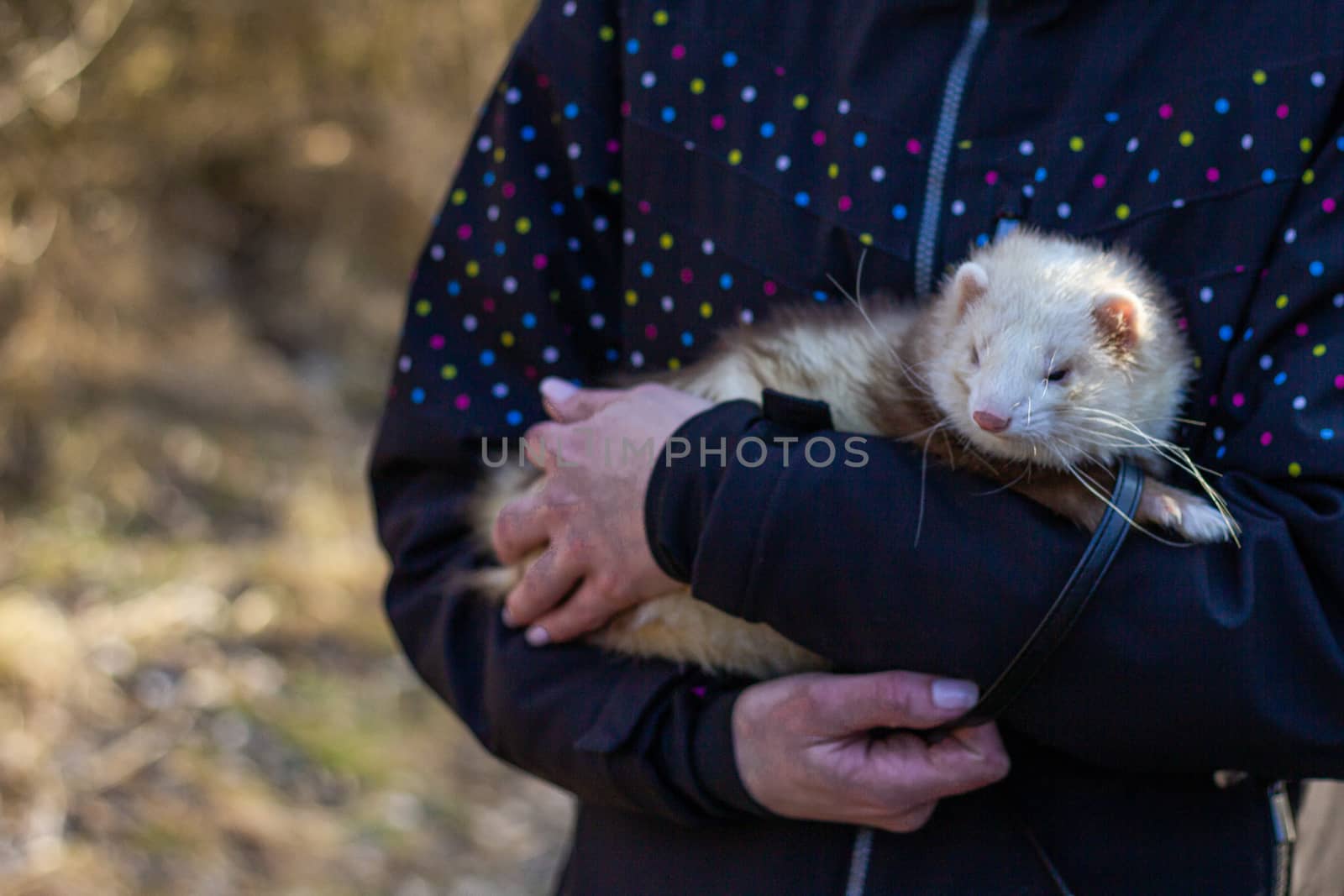 Ferret in hand in walk into forest by Alda_Rej