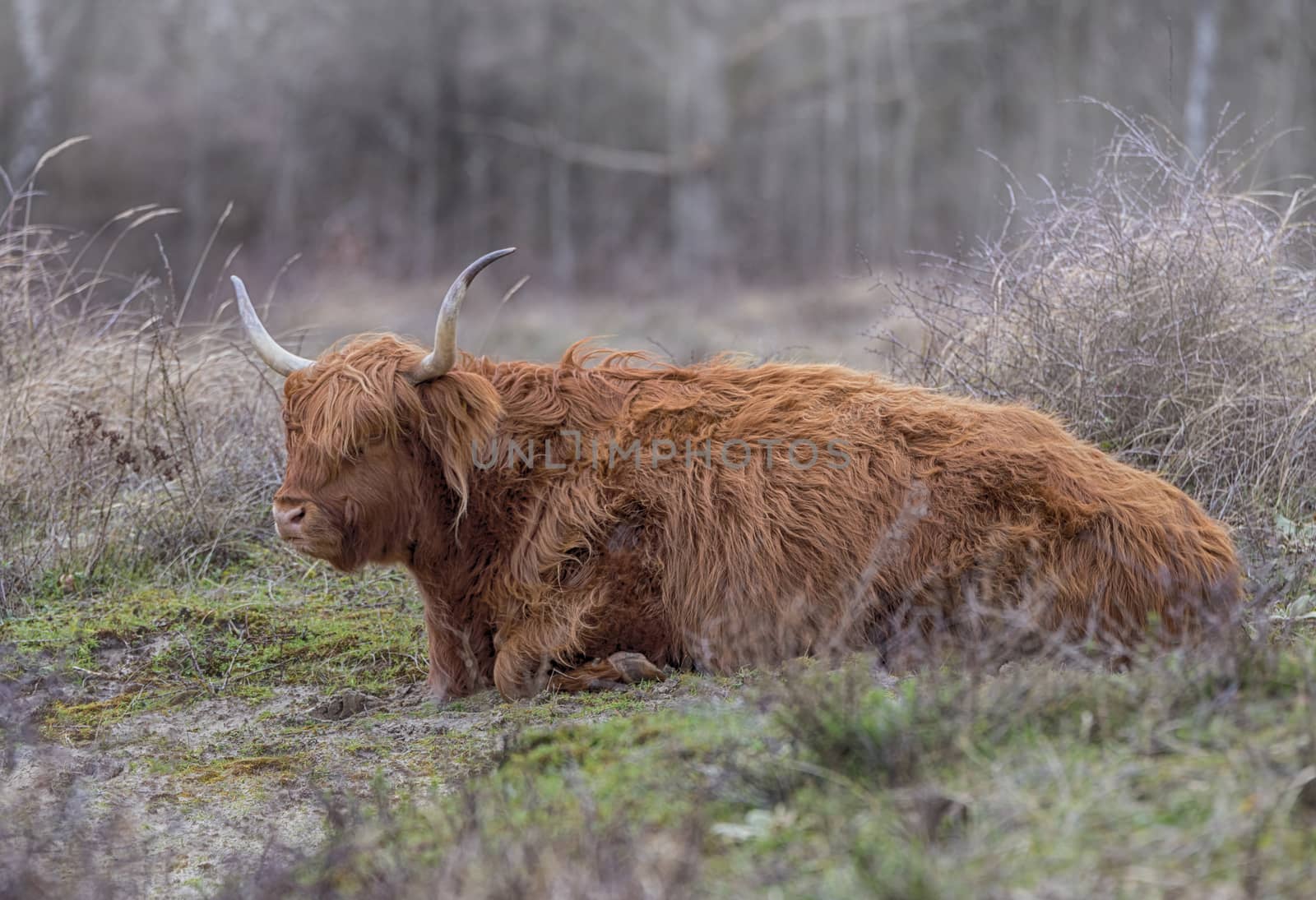 closeup galloway with big horns in the dutch nature