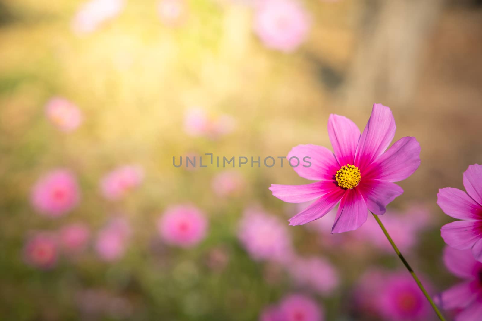  Beautiful Cosmos flowers in garden. Nature background.
