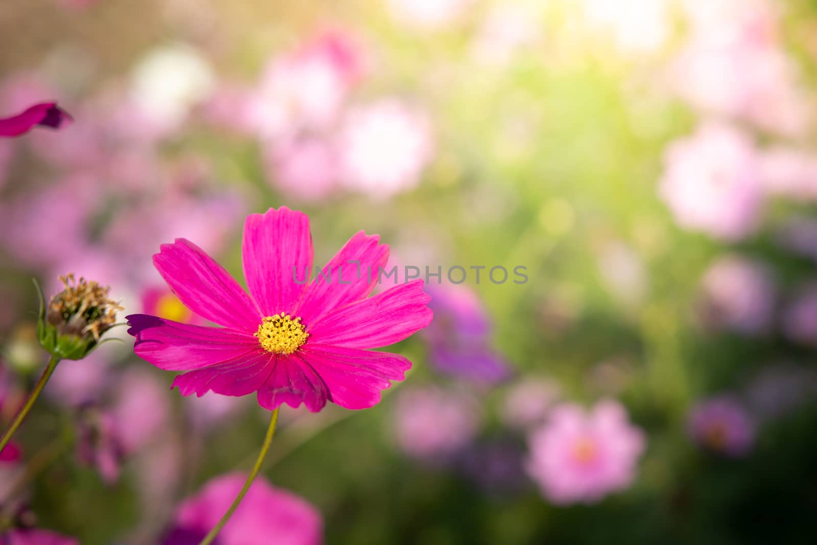  Beautiful Cosmos flowers in garden. Nature background.