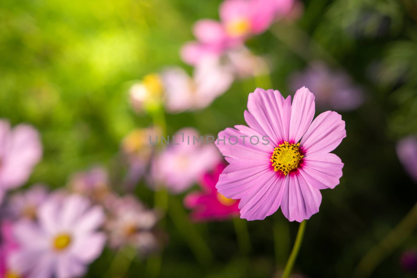  Beautiful Cosmos flowers in garden. Nature background.