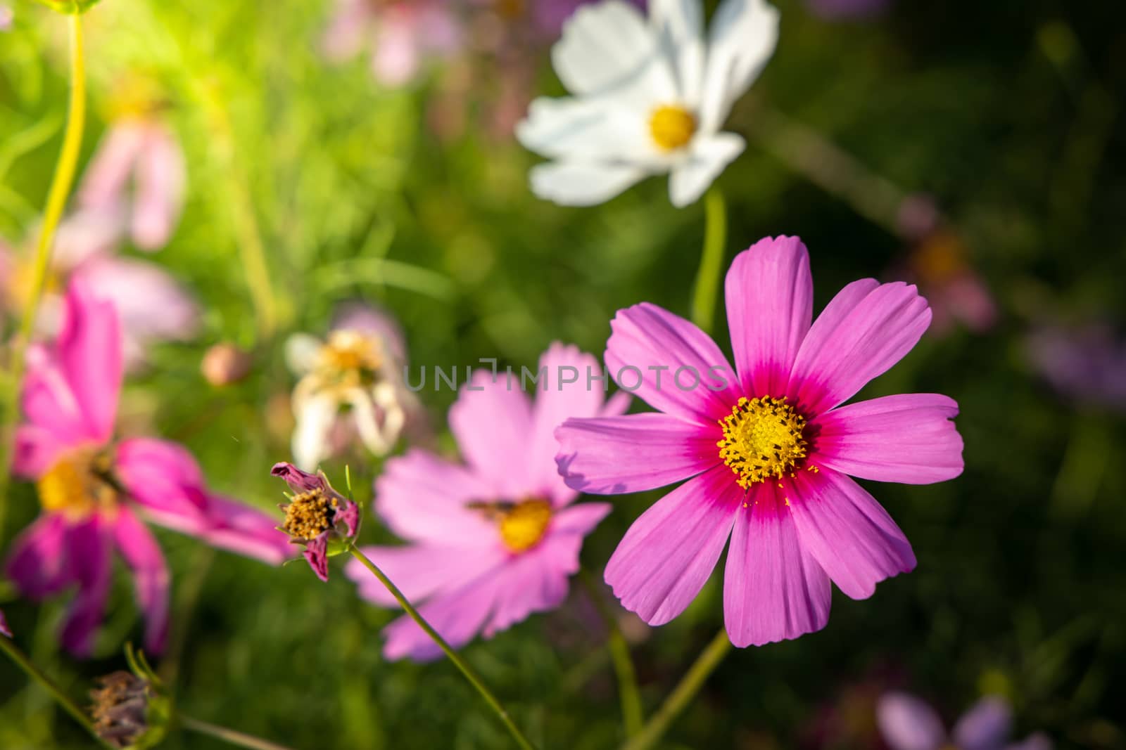  Beautiful Cosmos flowers in garden. Nature background.