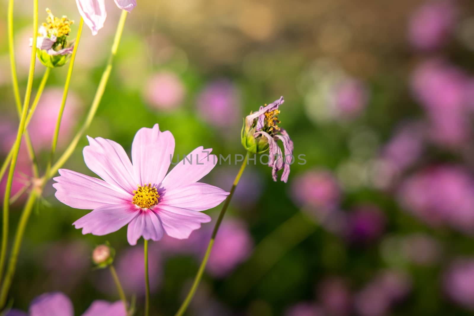  Beautiful Cosmos flowers in garden. Nature background.