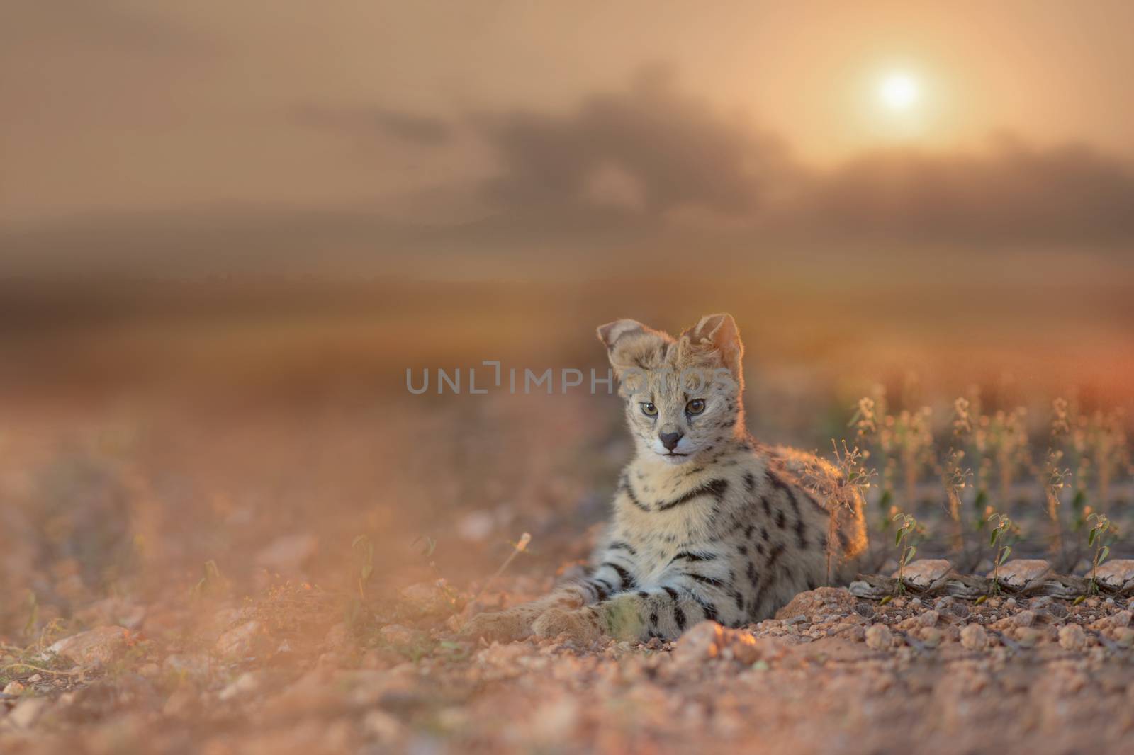 Serval cat at sunset in the wilderness of Africa