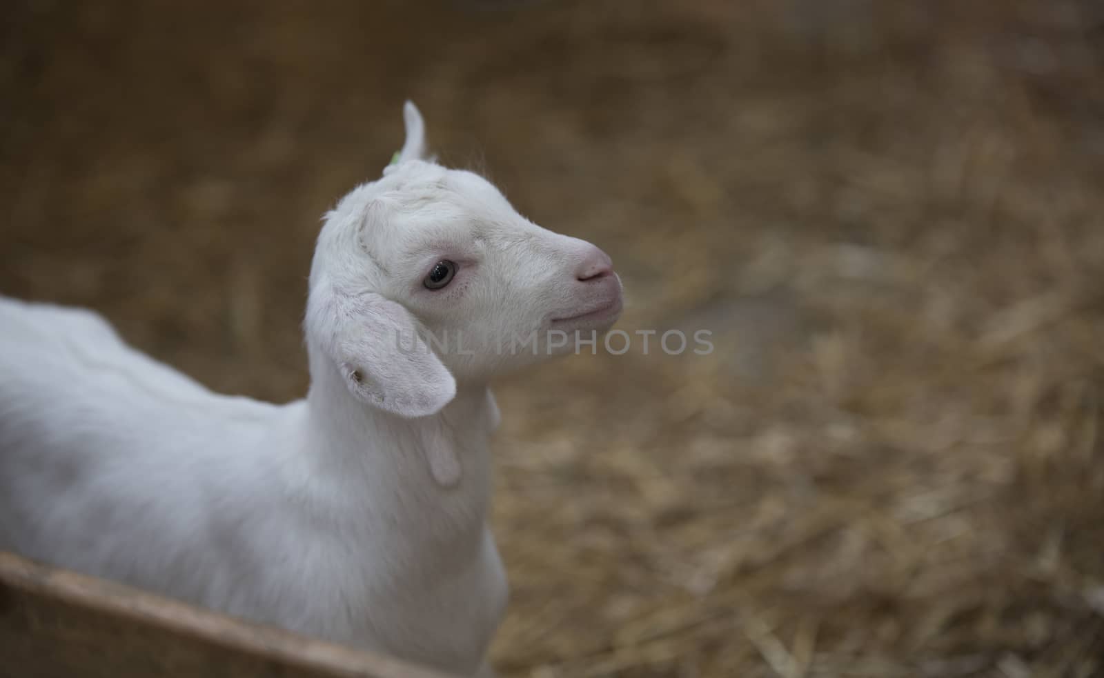 very young newborn white lamb