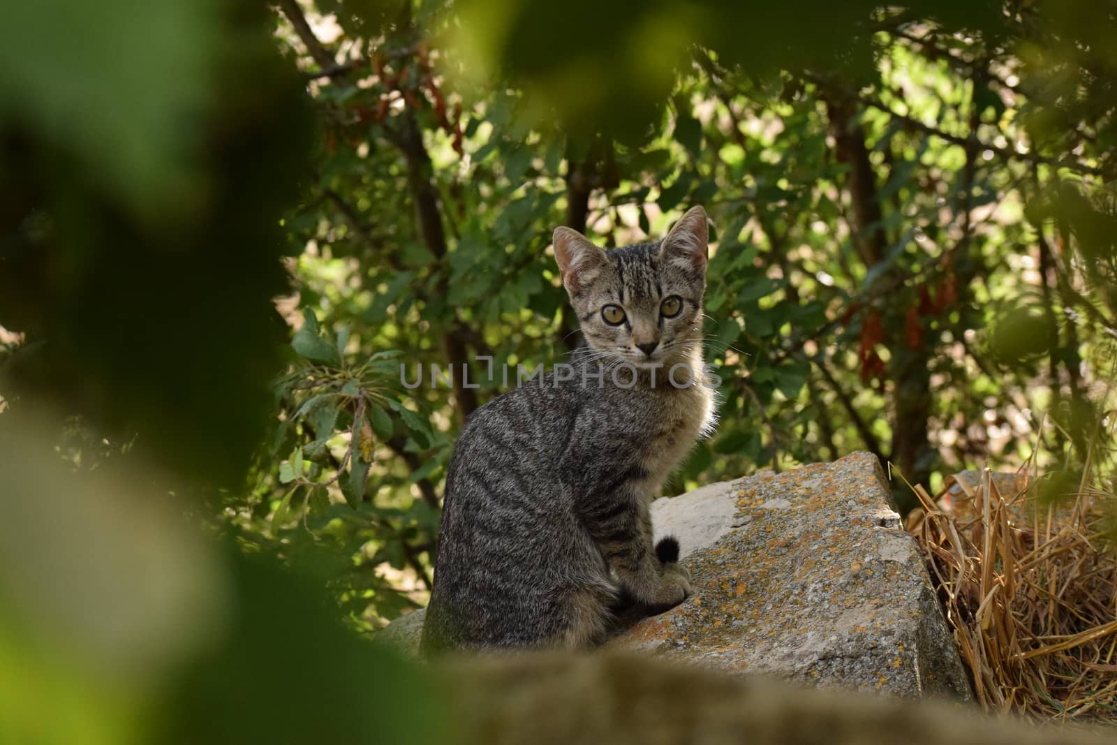 Cute cat on a stone among bushes and nature in a forest