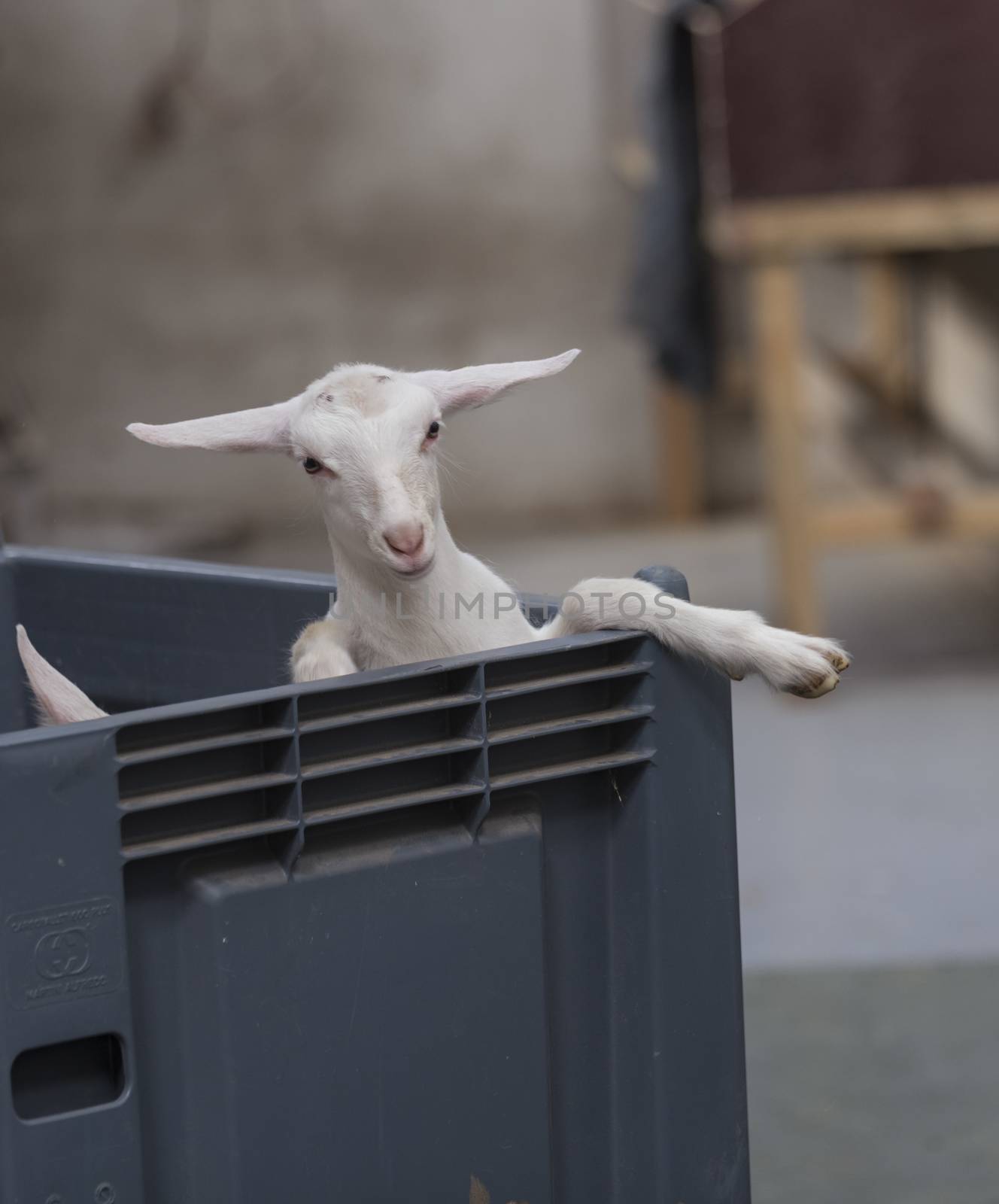 very young newborn white lamb ready for transport in a plastic box