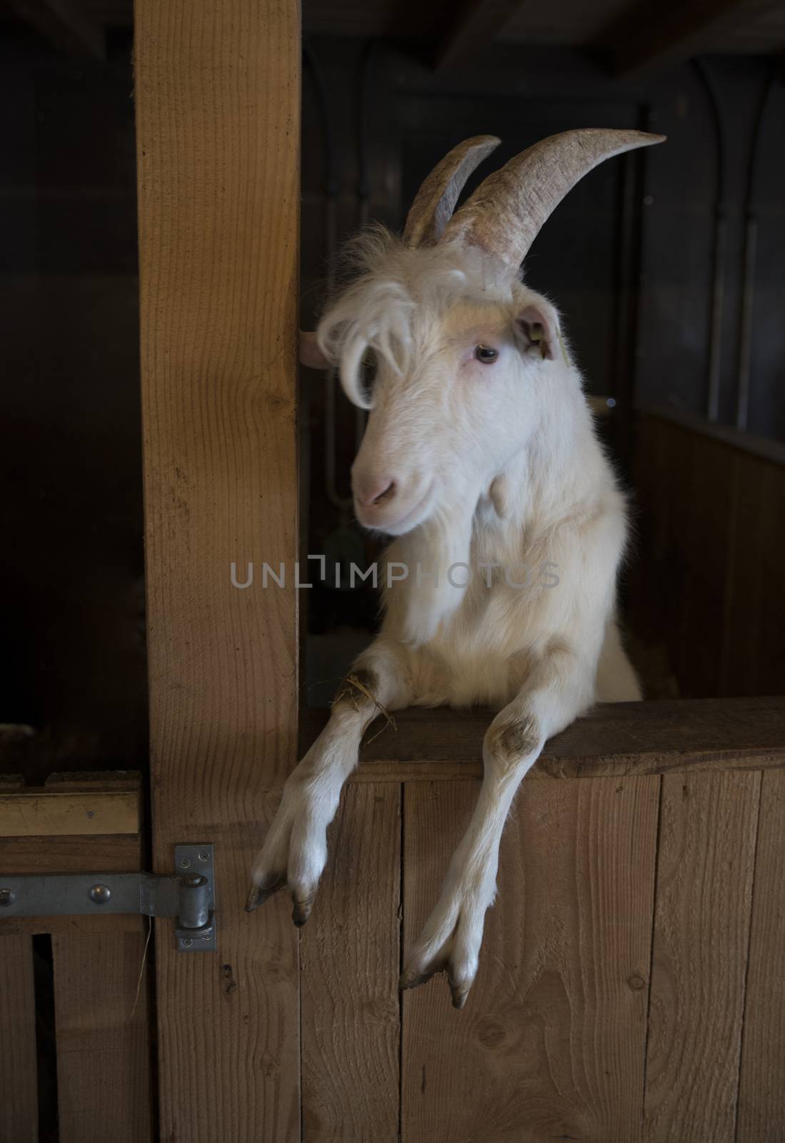 male goat with goatee in gaotfarm looking through the wooden fence