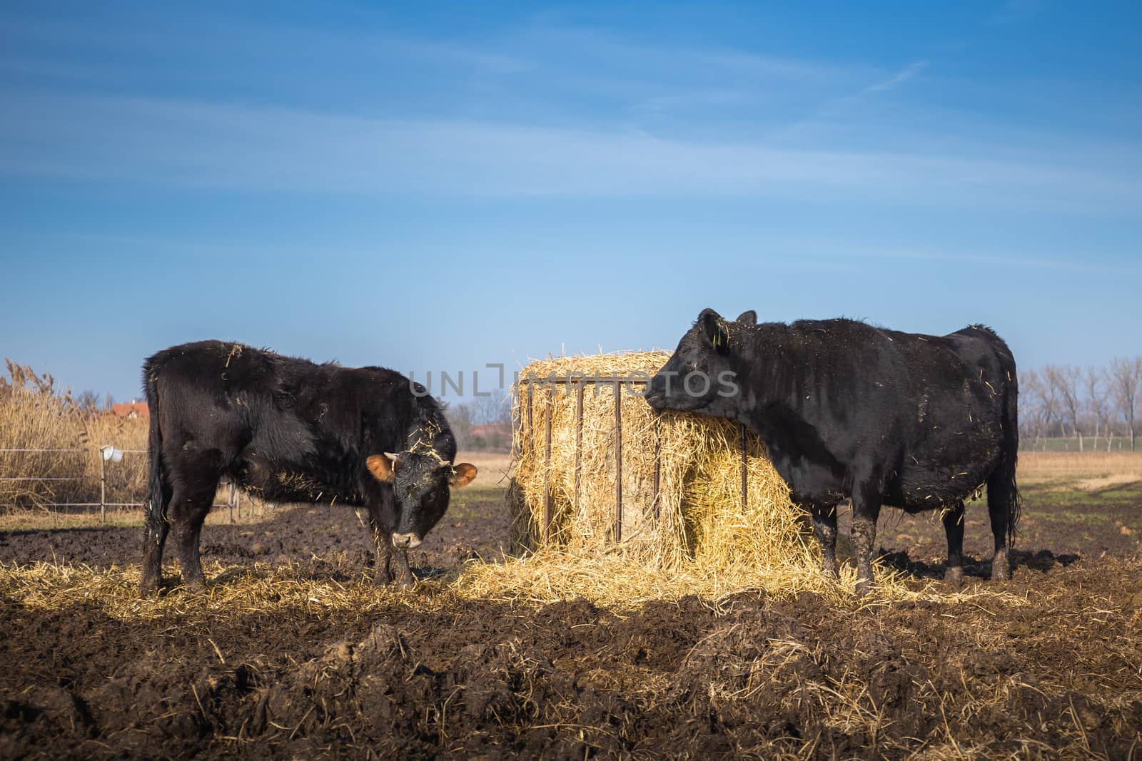 Two black cows grazing in mud close to feeder full of hay, Czech republic, Europe. by petrsvoboda91