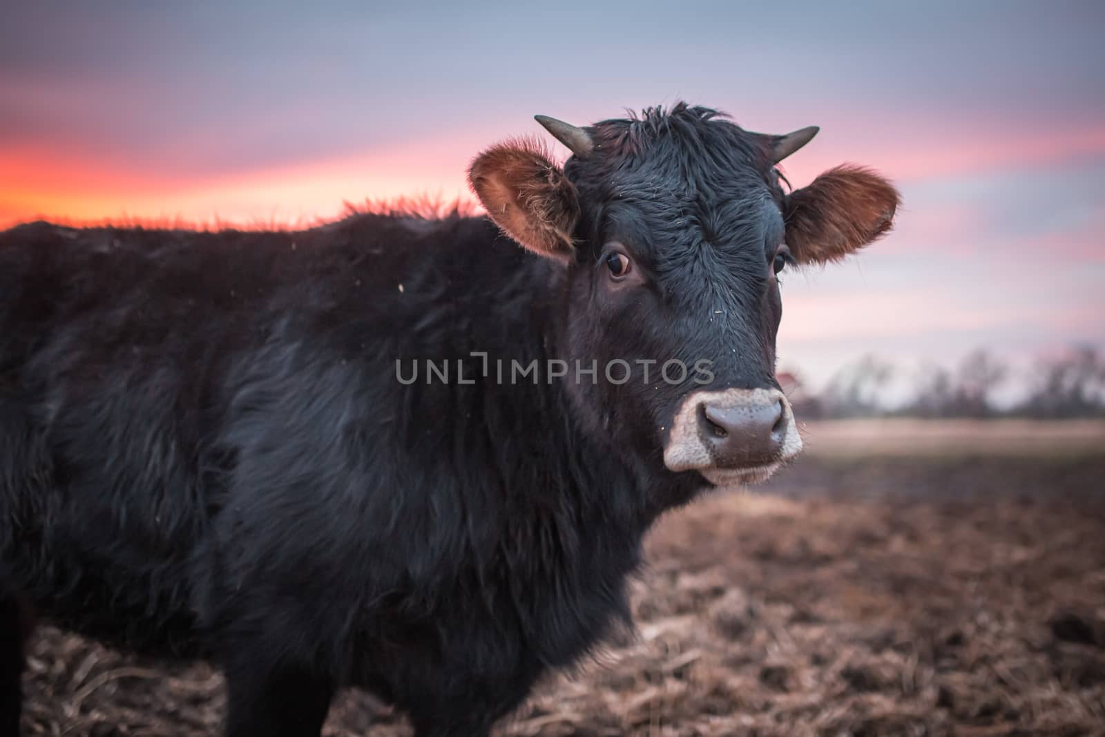 Happy cow or a bull on a muddy meadow during sunset in winter. Close up photo of black cow. by petrsvoboda91